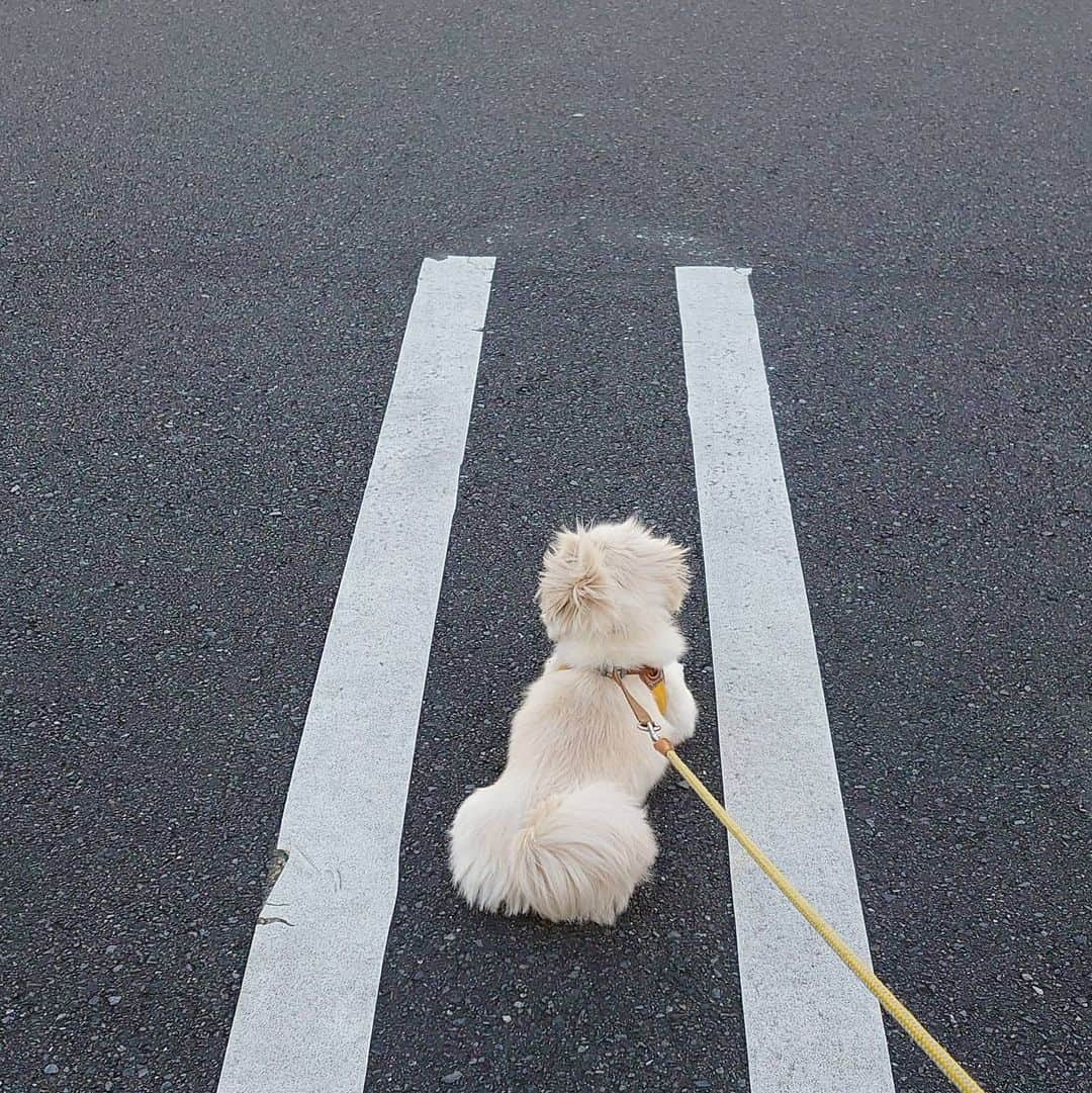 Kukkaのインスタグラム：「駐犬場」