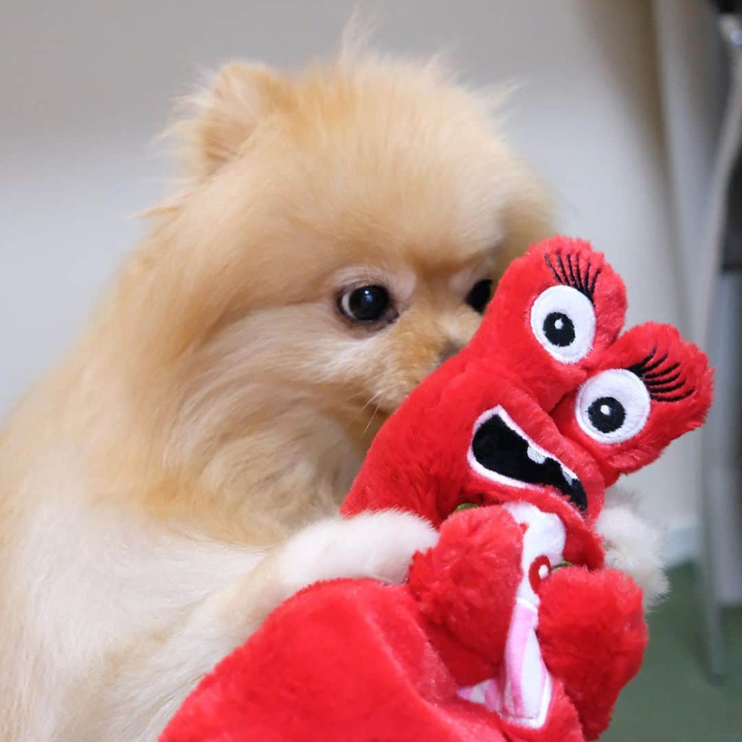 Hanaのインスタグラム：「むぎゅっ🐶❤️ * 新しいオモチャ大好き * 毎回ボロボロになるまで遊んでくれる * * ブログ更新しました♪ http://kedamakyoudai.blog.jp/ #Pomeranian#pom#pompom#pomstagram#pets#dogs#doglover#dogsofinstagram#dogstagram#Japan#Kawaii#fluffydog#ポメラニアン#犬#いぬら部#pecoいぬ部#포메라니안#もふもふ#ふわもこ部#cute#cutedog#funny#funnydog#いぬのきもち#犬と猫#ライブドアインスタブロガー」