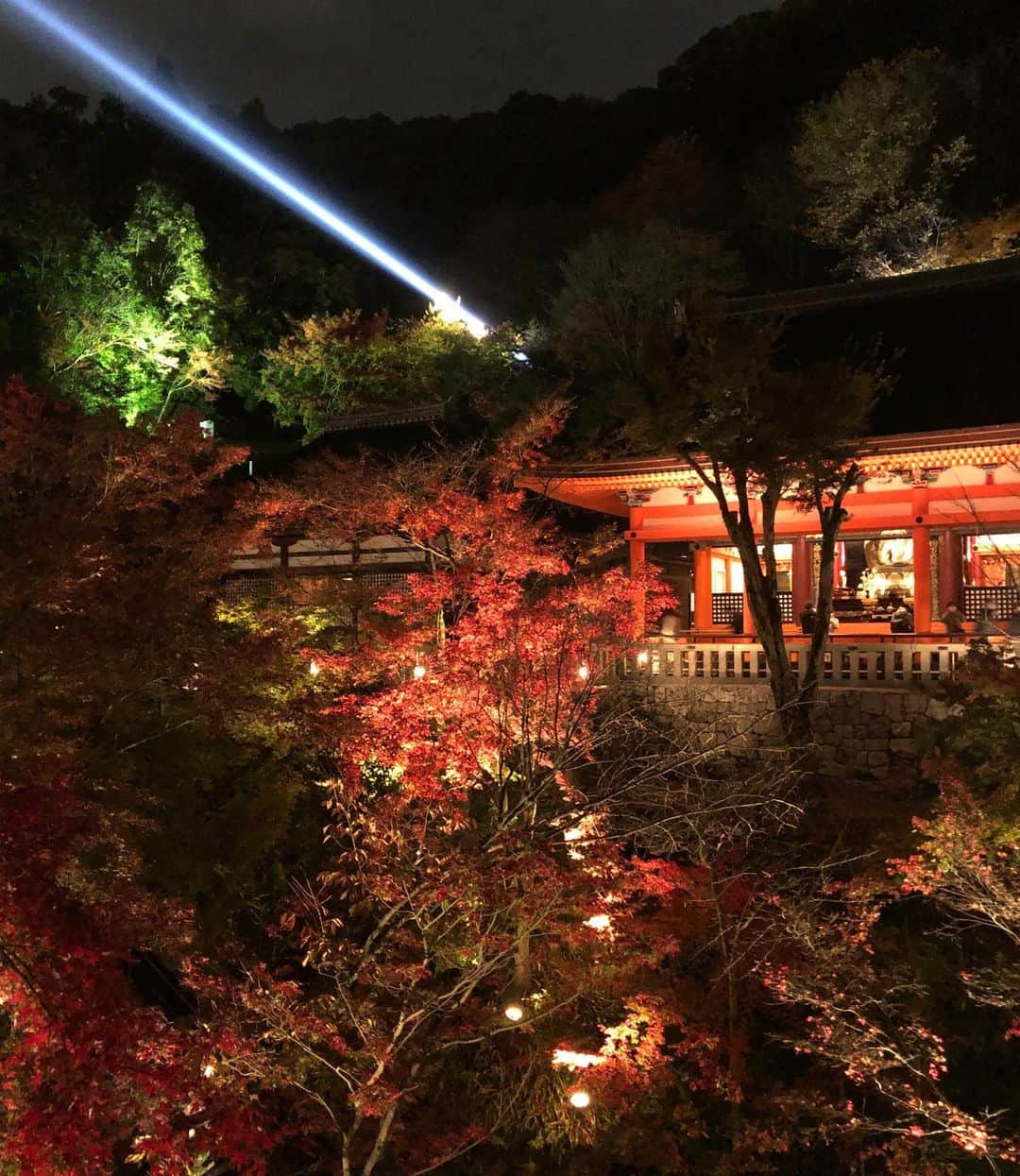 進藤やす子さんのインスタグラム写真 - (進藤やす子Instagram)「✳︎ 20日の夜は、上賀茂神社でのモノオペラ鑑賞後に清水寺の夜間特別拝観へ。ライトアップされた紅葉が綺麗で綺麗で✨ . ちなみに...青いレーザー光線につい  ♫見つめ合う視線のレーザービームで〜♫ と口ずさんでいたんですが（昭和生まれの性）、調べたらこの青い光は観音様の慈悲を表したものらしく。←なんかシュールと思った私にあやかる資格なし😅 . . タイミングよく観られたライトアップ、 期間は18日〜30日（明日まで！）とのこと🍁 . これにて京都の振り返り記はいったん終了しますが、伺った美味しいお店はまたおいおい投稿していきます🤗 . . #清水寺 #特別夜間拝観 #夜間拝観 #夜間拝観ライトアップ #ライトアップ #やす子の京都旅2020」11月29日 13時23分 - yasukoshindo