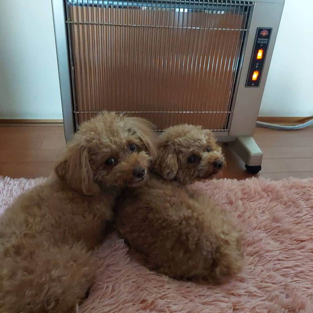 竹内都子のインスタグラム：「冬が来た」