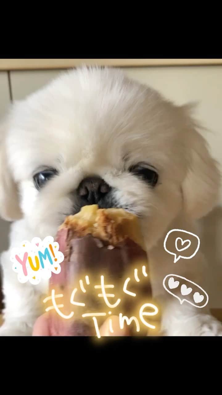 こなつのインスタグラム：「おいものお時間です🐶🍠💕  #like4like#follow#art#girl#likeforlikes#picoftheday#instagood#picture#awesome#instagram#instalike#me#good#photo#instamood#lol#fun#wonderful#instadaily#adorable#f4f#instapic#selfie#love#igers#bestoftheday#baby#cute#dog#photooftheday」