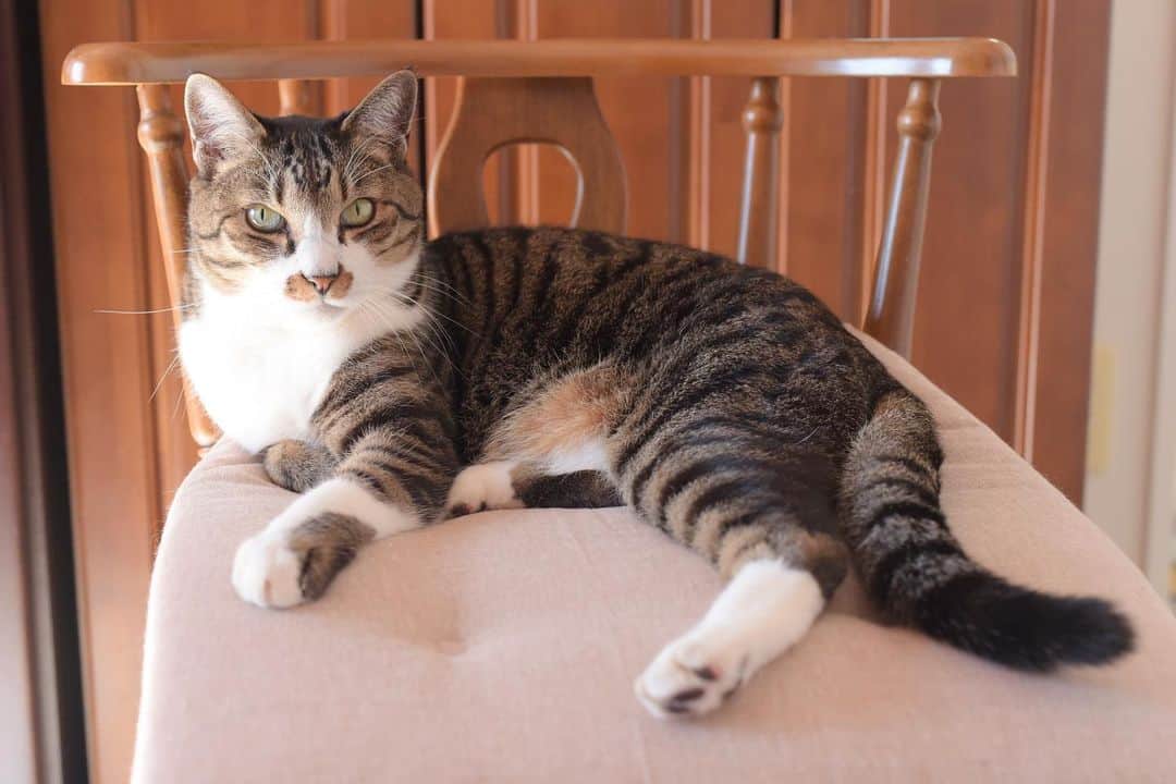 meekooのインスタグラム：「さんた元気にしています🐈♫ りんごさんは少しずつ回復中🐕🍀 見えない中での生活は精神的にも大変なようで、これまでのように楽しく散歩をしてもらうにはまだまだかかりそうですが、焦らずゆっくり前へ進めたらと思います😊 #コメントへのお返しができずごめんなさい」