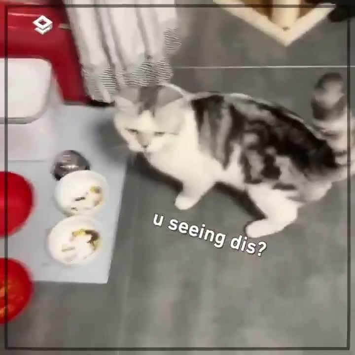 Aww Clubのインスタグラム
