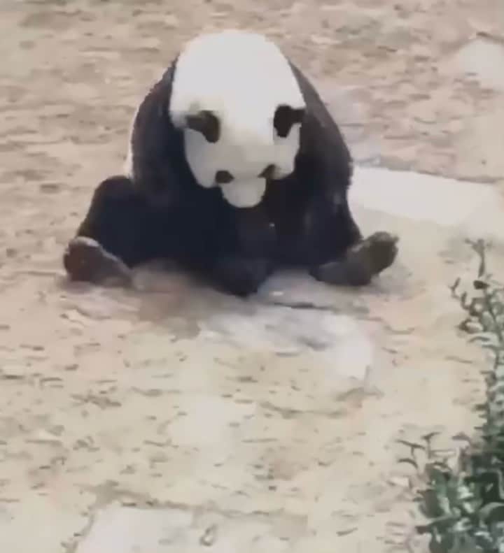 ペニーレ・タイスベックのインスタグラム：「Me getting out of bed🐼」