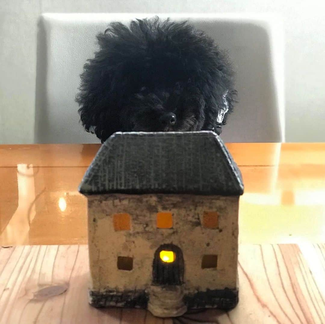 矢作穂香さんのインスタグラム写真 - (矢作穂香Instagram)「我が家の「明かりの家」🏠 作品展をやられていて、行ってきたみたいです☺️ 我が家の癒しが増えました✨ #おしゃ家ソムリエおしゃ子」11月29日 15時33分 - honoka_yahagi