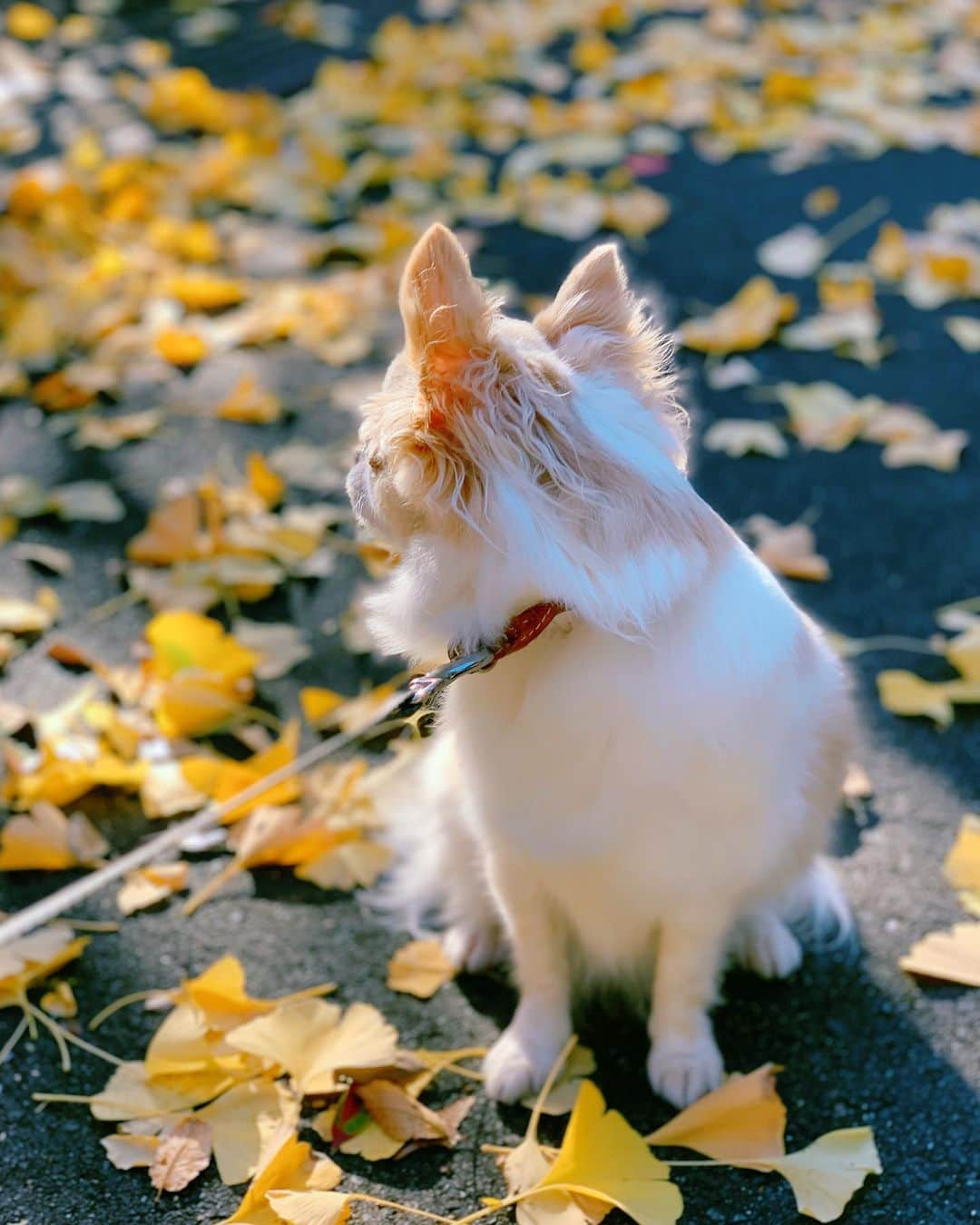 朝風れいさんのインスタグラム写真 - (朝風れいInstagram)「晩秋から初冬へ… 紅葉も黄葉も綺麗な季節🍁 黄色い絨毯の上をくるみとお散歩しました。 ・ ・ ・ 最近Instagramをあまり更新出来てないけど、私は元気です！くるみも元気です！一応報告！！ ・ ・ #autumn #winter #晩秋から初冬へ #いちょう #いちょうの絨毯 #くるみ #宝物 #チワワ #chiwawa #犬 #dog #3歳 と #11ヶ月 #クリスマス生まれ #甘えん坊 #童顔 #黒豆みっつ #チワワ部 #いぬすたぐらむ #親バカ #dogstagram」11月29日 15時37分 - rei.wd