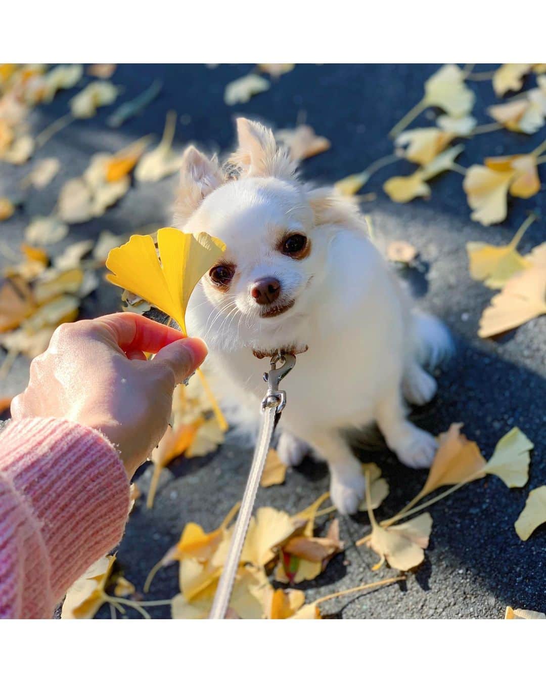 朝風れいさんのインスタグラム写真 - (朝風れいInstagram)「晩秋から初冬へ… 紅葉も黄葉も綺麗な季節🍁 黄色い絨毯の上をくるみとお散歩しました。 ・ ・ ・ 最近Instagramをあまり更新出来てないけど、私は元気です！くるみも元気です！一応報告！！ ・ ・ #autumn #winter #晩秋から初冬へ #いちょう #いちょうの絨毯 #くるみ #宝物 #チワワ #chiwawa #犬 #dog #3歳 と #11ヶ月 #クリスマス生まれ #甘えん坊 #童顔 #黒豆みっつ #チワワ部 #いぬすたぐらむ #親バカ #dogstagram」11月29日 15時37分 - rei.wd