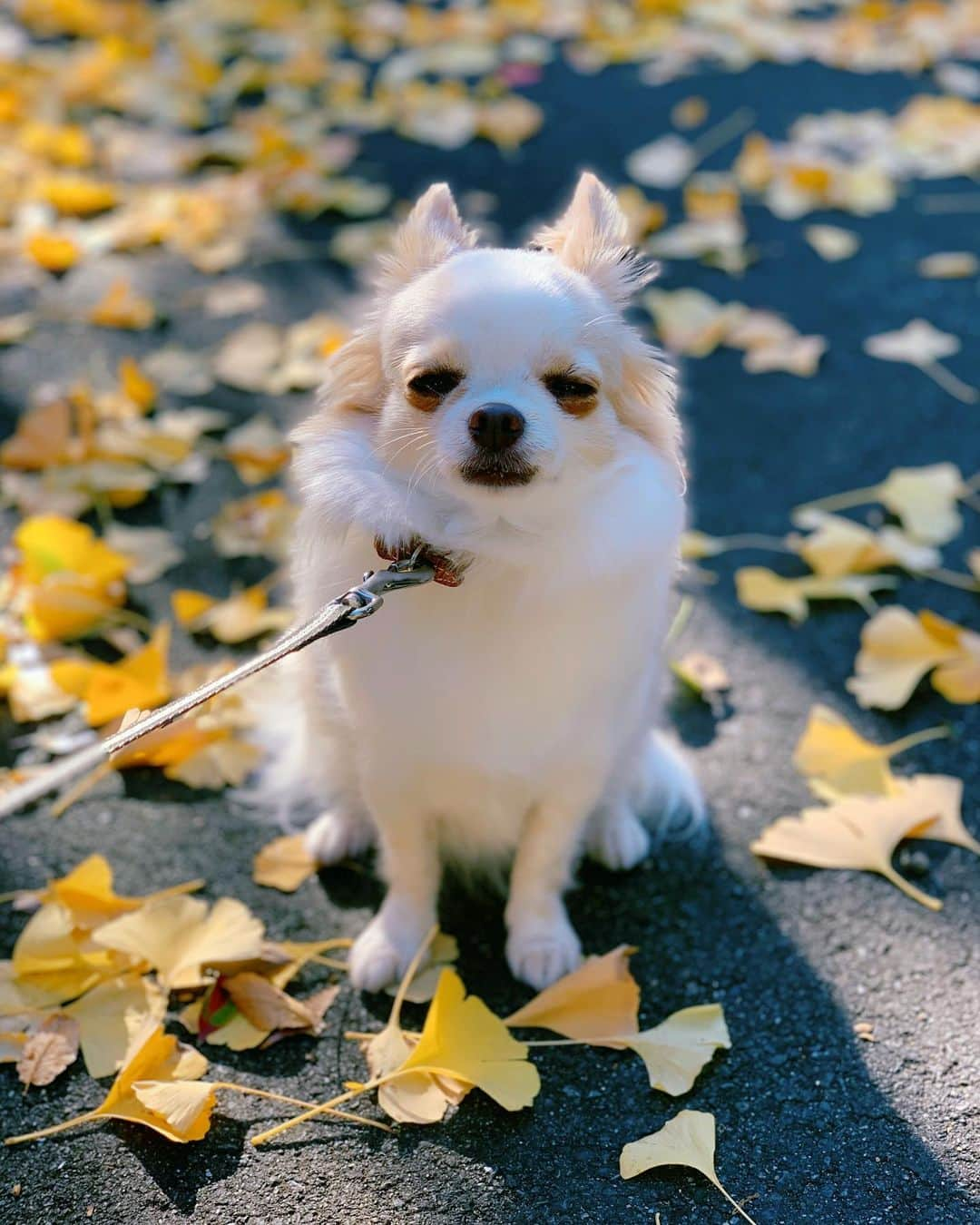 朝風れいさんのインスタグラム写真 - (朝風れいInstagram)「晩秋から初冬へ… 紅葉も黄葉も綺麗な季節🍁 黄色い絨毯の上をくるみとお散歩しました。 ・ ・ ・ 最近Instagramをあまり更新出来てないけど、私は元気です！くるみも元気です！一応報告！！ ・ ・ #autumn #winter #晩秋から初冬へ #いちょう #いちょうの絨毯 #くるみ #宝物 #チワワ #chiwawa #犬 #dog #3歳 と #11ヶ月 #クリスマス生まれ #甘えん坊 #童顔 #黒豆みっつ #チワワ部 #いぬすたぐらむ #親バカ #dogstagram」11月29日 15時37分 - rei.wd