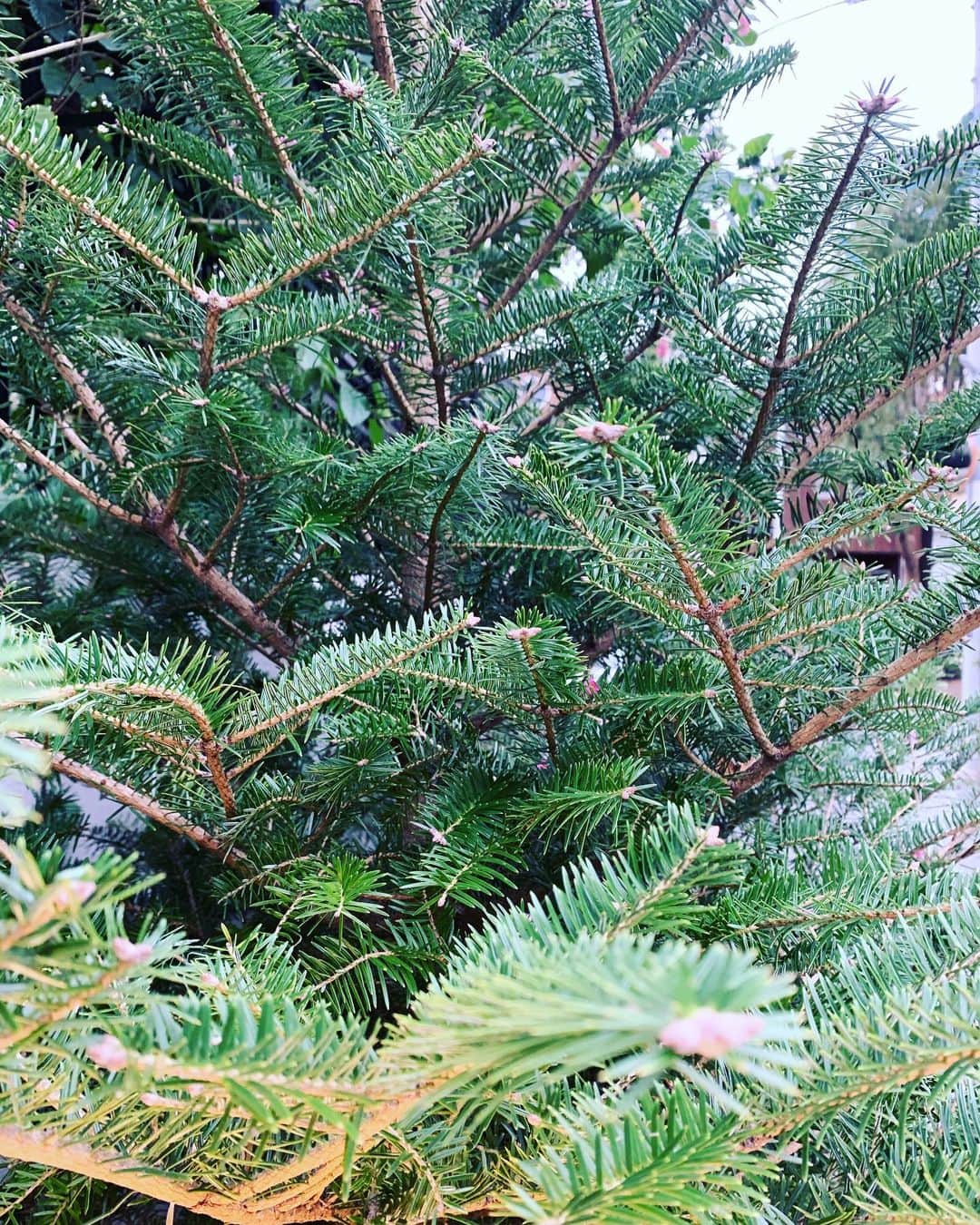 鈴木六夏さんのインスタグラム写真 - (鈴木六夏Instagram)「なんと嬉しい頂きもの。 生のモミの木が我が家に🎄 どうデコレーションする？楽しみ♡ #クリスマスツリーの木  #モミの木ってさ #春夏は何してるんだろ　#素朴な疑問」11月29日 15時59分 - rikuka.62