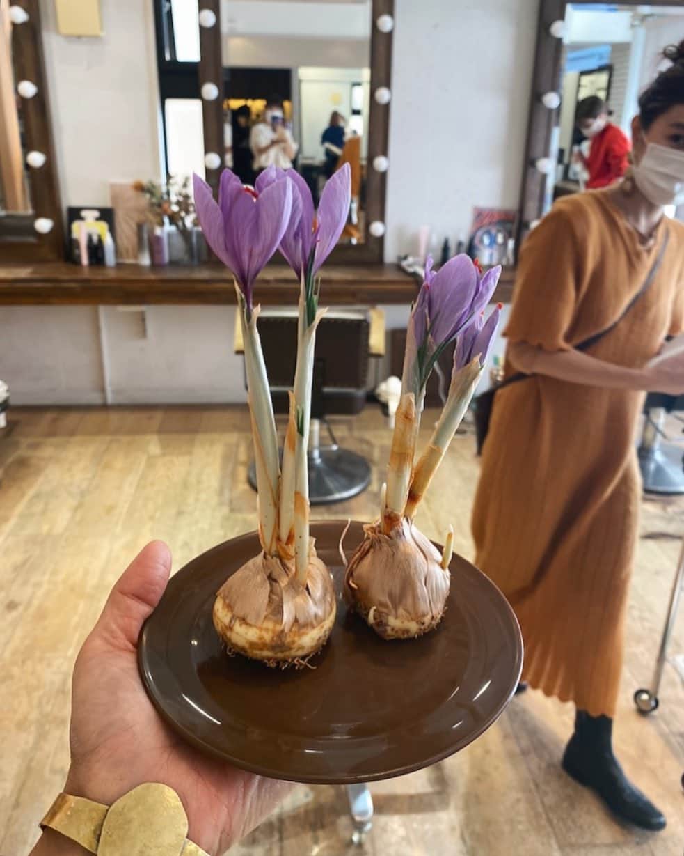 のインスタグラム：「LOAVEに転がっていた球根を お水で育てていたのですが 「これは多分サフランだから室内に置いとくだけで育ちますよ」と教えてもらい、 コロンと置いとくだけで(水も土もなし) こんなにも可愛いお花が無事に咲きました。 やはりサフランでした。 紫色のお花なんて可愛いの〜 . #サフラン　#サフランの花」