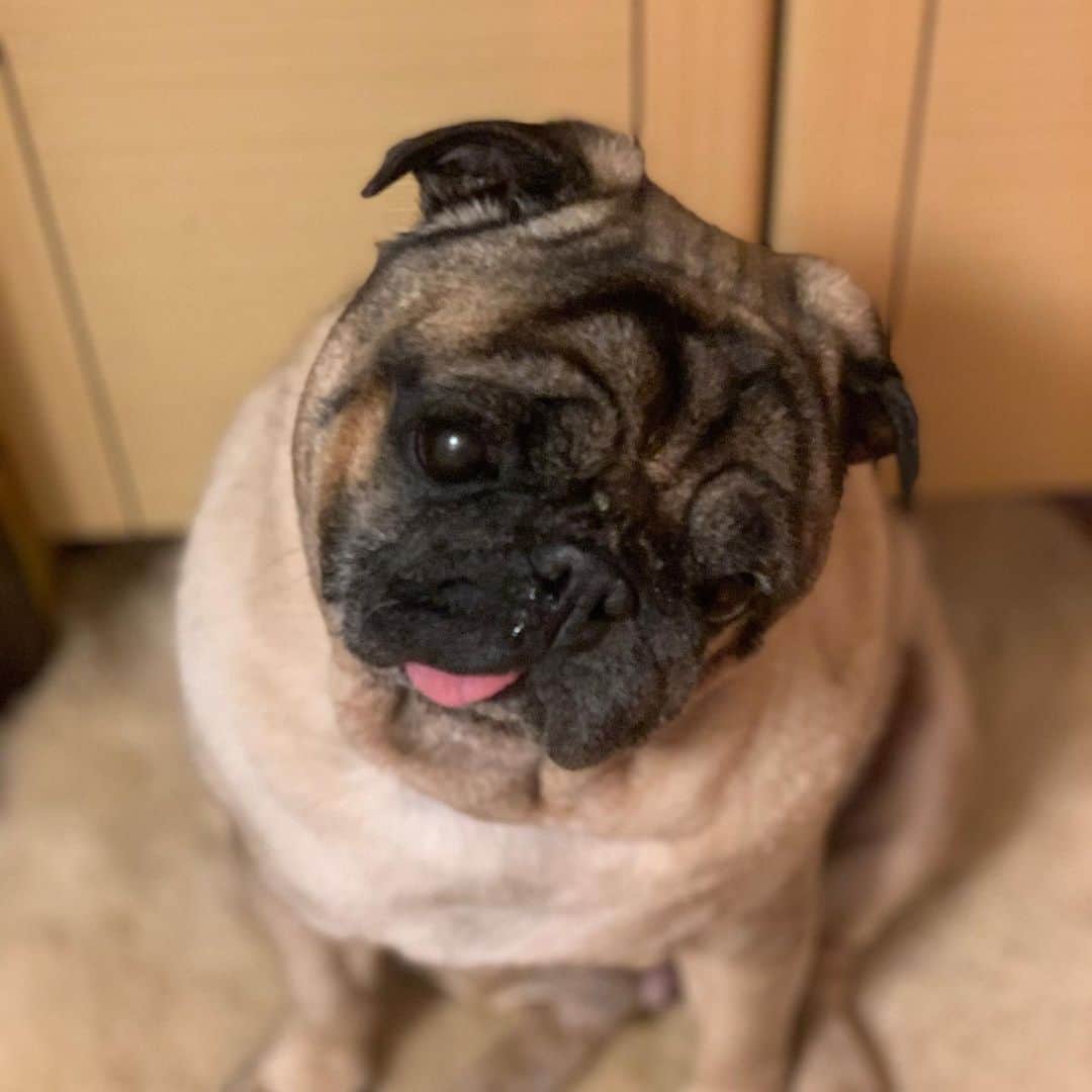 gontaのインスタグラム：「Grooming includes 10 tablets of bicarbonate ion care bath salts, pet baths, cosmetics for dogs and cats and Cetera.  Gonta is now cured of his skin disease.」