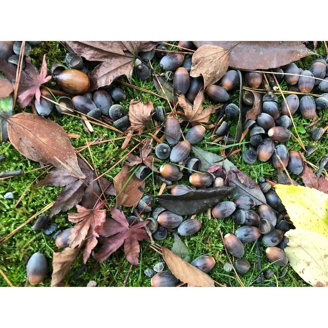 鈴木優梨のインスタグラム：「🐿♬︎♡ どんぐりころころどんぶりこ♬.*ﾟ ・ ・ 秋って色んな色があって綺麗☺️💓 ・ #紅葉狩り #紅葉 #兼六園 #どんぐり帽子 #どんぐり」