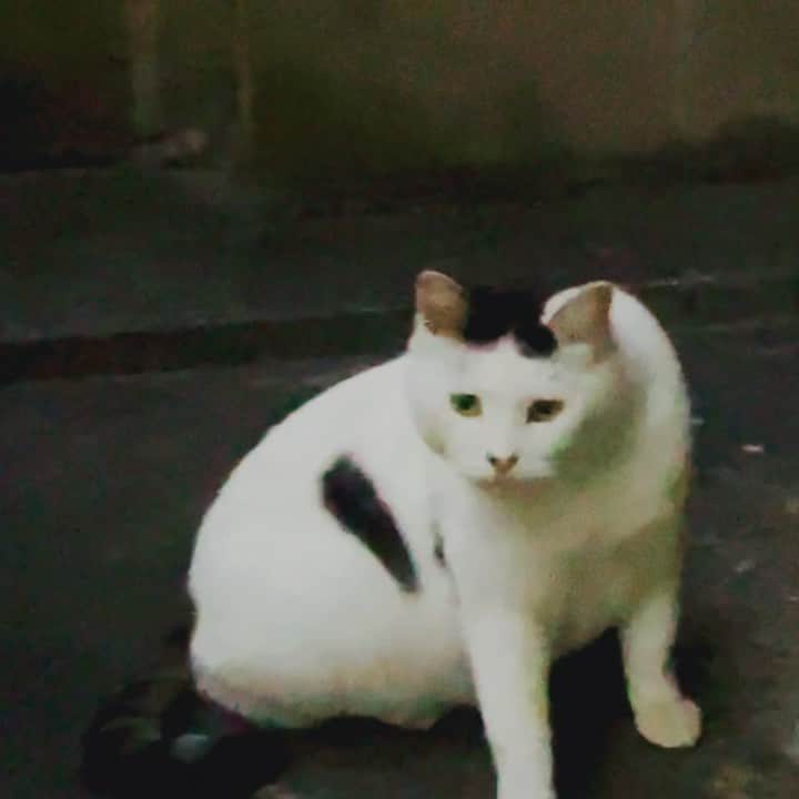 のインスタグラム：「いいね #cat  #金沢」