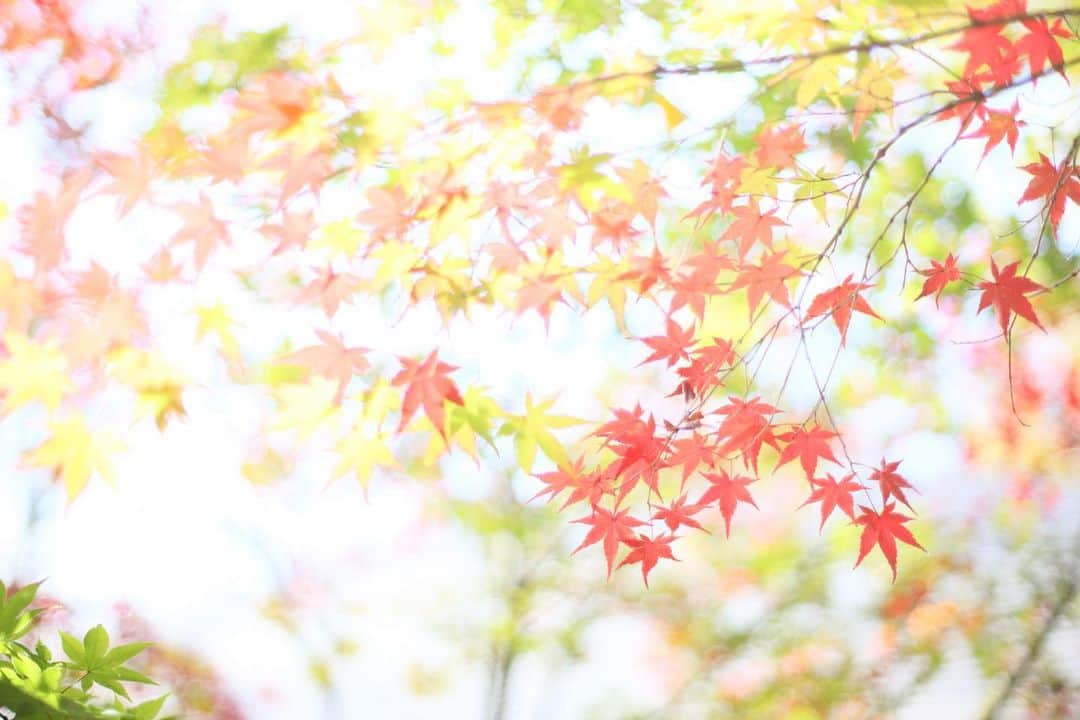 kiccyomuのインスタグラム：「☁️ 2020.11.29 Sun 東京の #紅葉 🍁 #九品仏 にある #浄真寺 京都と違って… こちらの紅葉はまだこれから😅 色付きがまばらなのも、またイイね😊  今週もお疲れ様 来週も元気に🤗  location #東京 📷撮影 2020年11月23日」