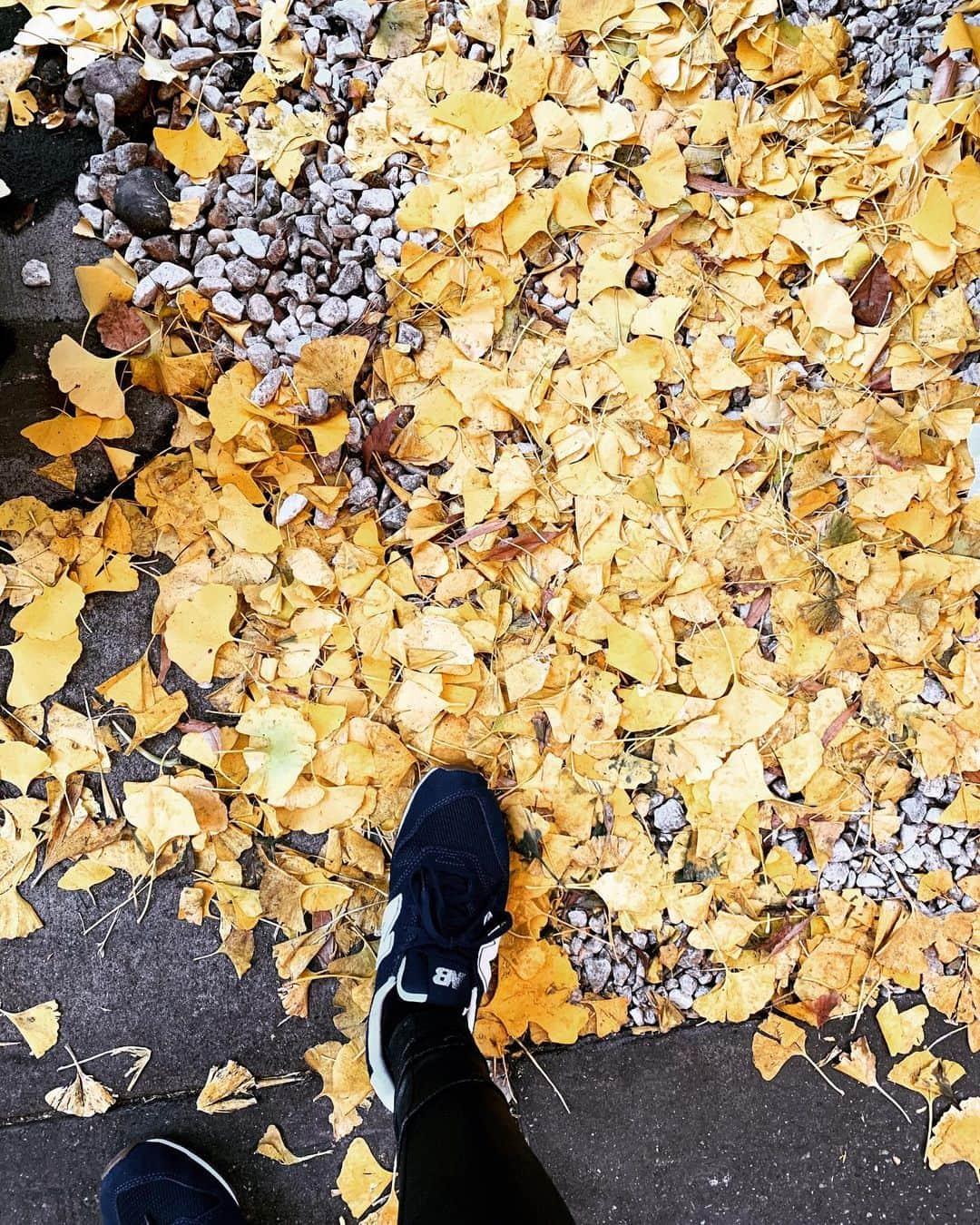 Monday満ちるさんのインスタグラム写真 - (Monday満ちるInstagram)「Last of the fall... #ginkoleaves #fallen #winteriscoming #gotfan #latebloomer」11月30日 3時44分 - mondaymichiru