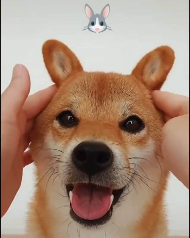 柴犬コマリのインスタグラム：「🐶🐰🦊 似てるかな❓️ 柴犬の耳ほんとに気持ちいい😍 . #柴犬コマリ #柴犬 #日本犬 #いぬのきもち #pecoいぬ部 #pecotv #shiba #shibainu #shibadog #shibalove #shibastagram #dogsofinstagram @9gag @barked @dogsofinstagram」