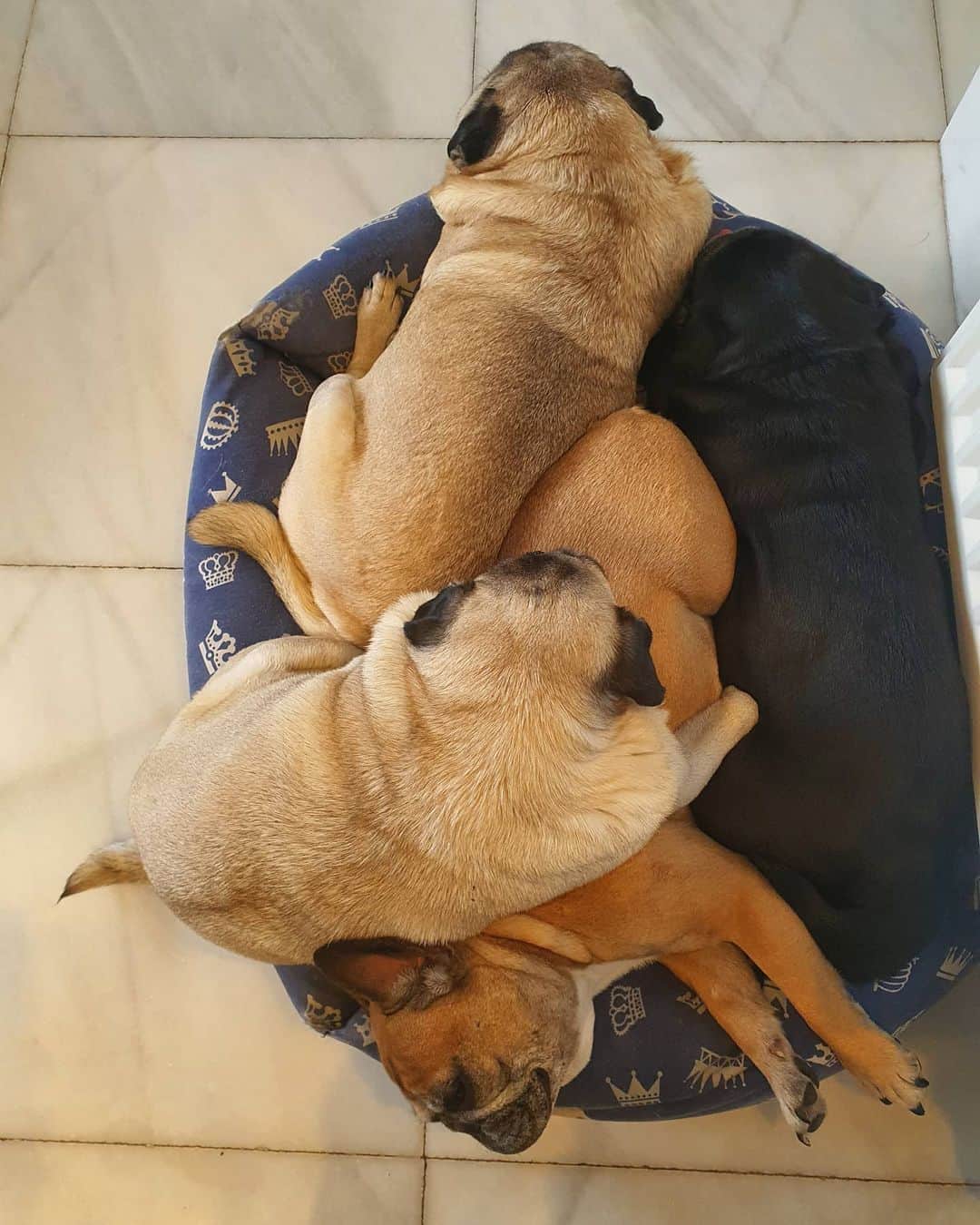 Nikitaのインスタグラム：「Pug_nikita cuidando a bambi」