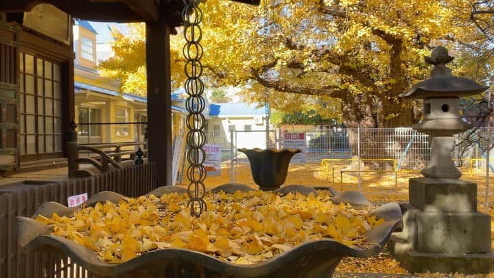 東京DANDYのインスタグラム：「Golden hour is all day at this time of year ✨🍁🍂 daily walks around the neighborhood shrines 🙏🏻」
