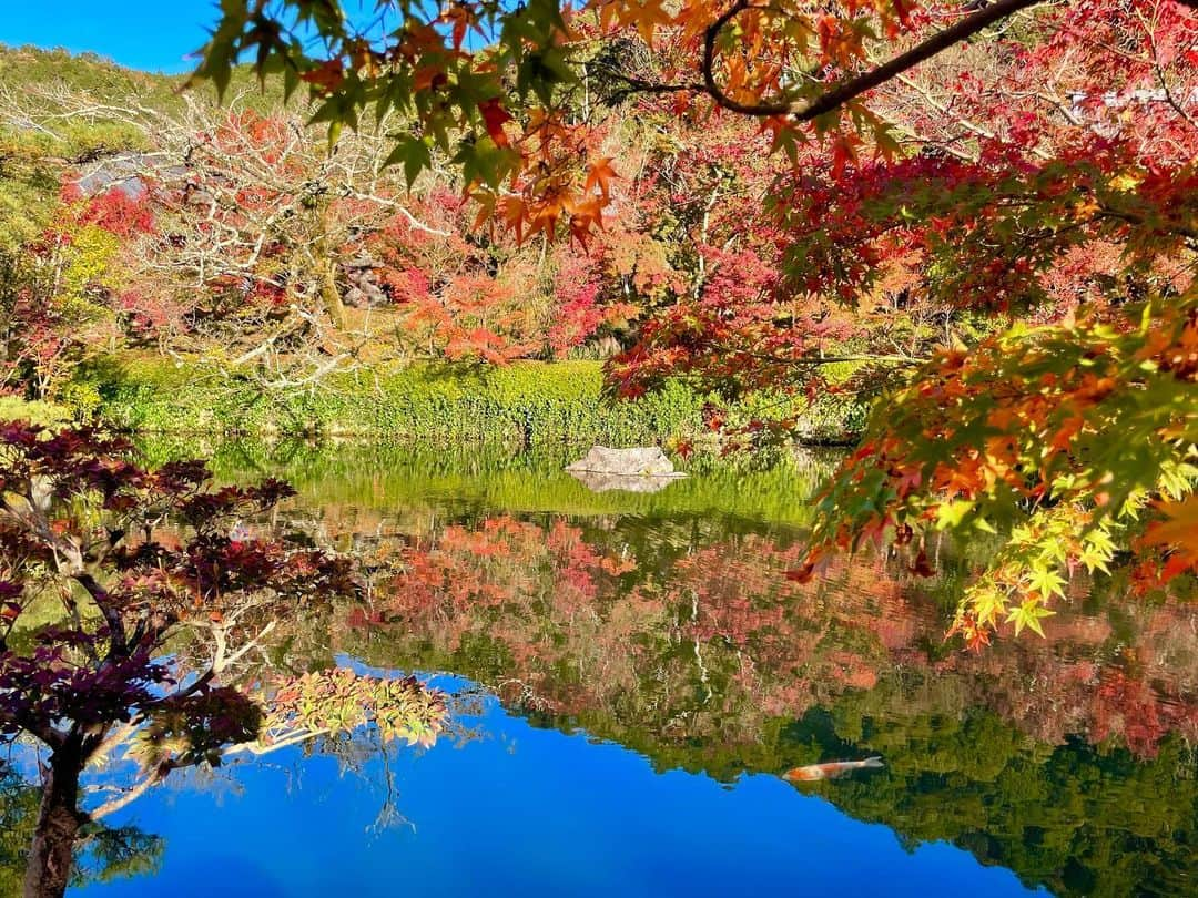 山田佳子さんのインスタグラム写真 - (山田佳子Instagram)「永観堂の紅葉🍁😍素晴らしい‼︎﻿ ﻿ #太陽の光を浴びて﻿ #色鮮やか﻿ #紅葉﻿ #美しい﻿ #素晴らしい﻿ #絶景﻿ #四季を楽しむ　﻿ #永観堂﻿ #京都﻿ ﻿ ﻿」11月29日 20時14分 - yoshiko117