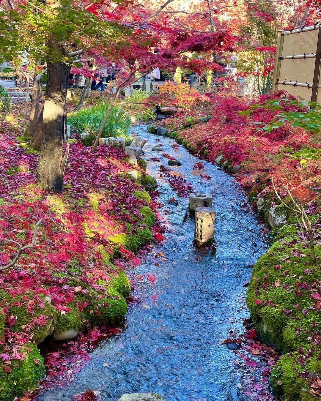 山田佳子さんのインスタグラム写真 - (山田佳子Instagram)「永観堂の紅葉🍁😍﻿ ﻿ #太陽の光を浴びて﻿ #色鮮やか﻿ #紅葉﻿ #美しい﻿ #風情がある  #絶景﻿ #四季を楽しむ　﻿ #永観堂﻿ #京都﻿ ﻿ ﻿」11月29日 20時14分 - yoshiko117