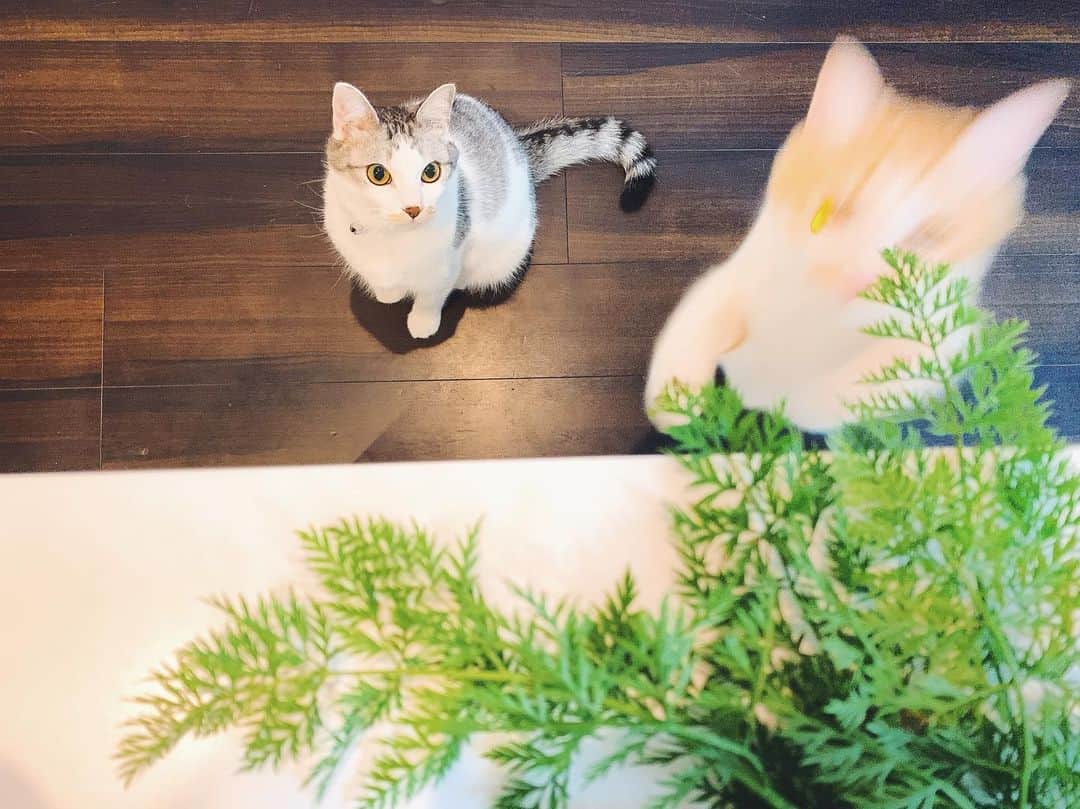 kinaxさんのインスタグラム写真 - (kinaxInstagram)「. good evening(๑′ᴗ‵๑)🌃in Japan, and good morning, good afternoon, good night for world friends! . . 昨日は風が強かったねぇ🍃 でもお天気はよかったので 楽しいイベント出店でした🎪 . . さてさて今日は、みっこさんのお野菜を買いに🥕 . こどもたちは、零れ種から出来たっていうけど とても立派なニンジンを収穫させてもらって、 たくさん為になる話を聞かせてもらって、 立派な白菜や菊芋やらをたくさん買ってきたよ🥬 . 早速、採れたてな根菜たちは豚汁に🥘 . . 美味しいものって、やっぱり簡単には出来ないよね。 自然の力と、手間暇かけてくださる 生産者の方たちに感謝。 . みんなも美味しいごはんを 大事な人と、美味しいねって食べて 素敵な夢を見てね！ . . #親バカ部 #葉付きにんじん #葉っぱはかき揚げにしようかな #狙う猫ズ #保護猫 #今日は帰宅したら #ものすごいいたずらされていた #なんてこった #無農薬野菜 #無農薬なのに #白菜が5キロ #びっくり #すごく美味しい @micconoyasai  #また伺います 2020/11/29」11月29日 20時17分 - kinax