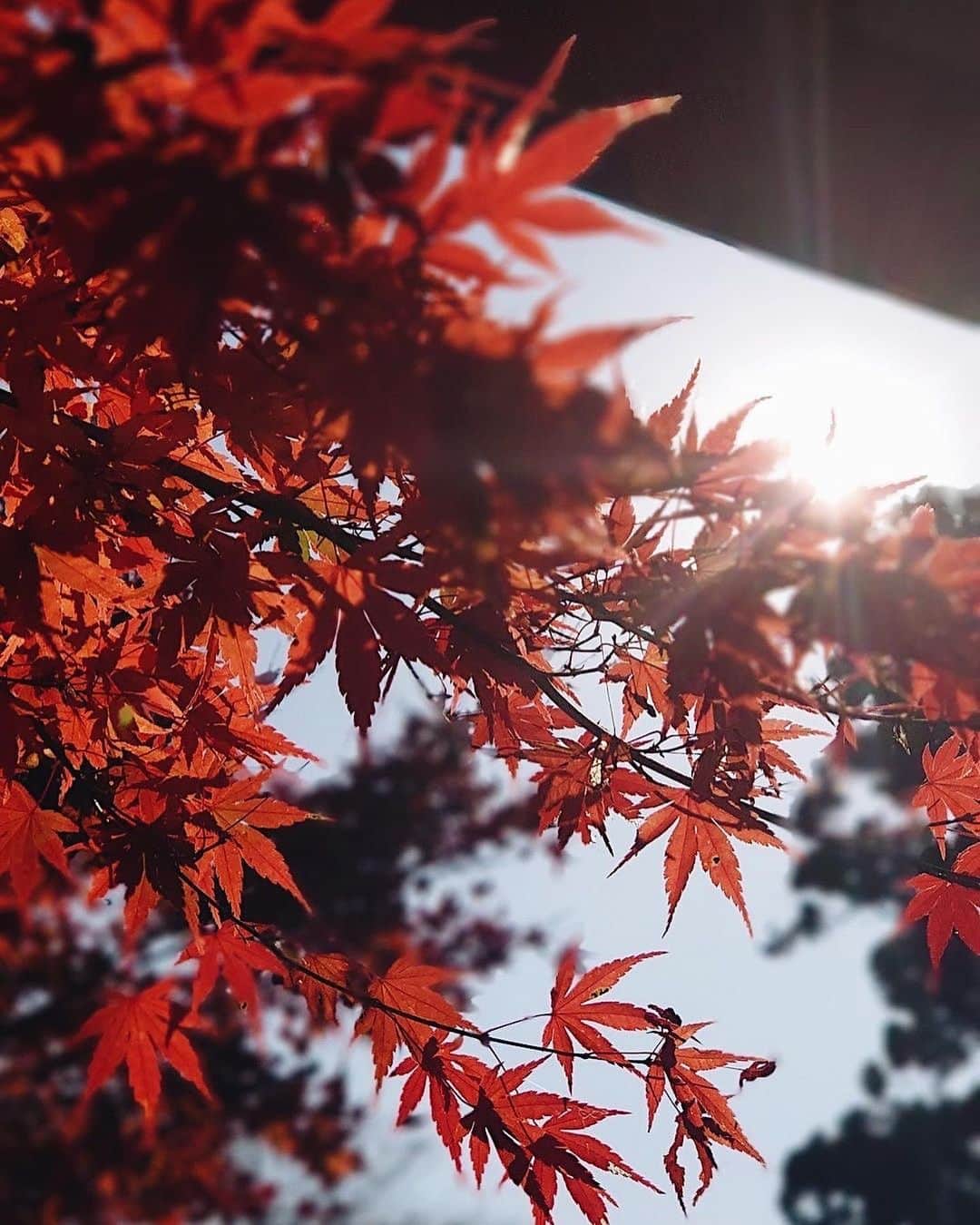 清水沙也佳さんのインスタグラム写真 - (清水沙也佳Instagram)「先日、高尾山に紅葉を見に行ってきました♡ 新しくXperia 5 ll が出たからさっそくPhotography Proで撮ってみたよ！ とっても綺麗だったから、 綺麗な紅葉を写真に残せて嬉しい♪♪  Xperia 5 ll のデザインも、ハンドフィットサイズで写真が撮りやすかった！  #Xperia #Xperiaアンバサダー #Xperia5ll #pr #紅葉 #高尾山」11月29日 20時19分 - sayaka__shimizu