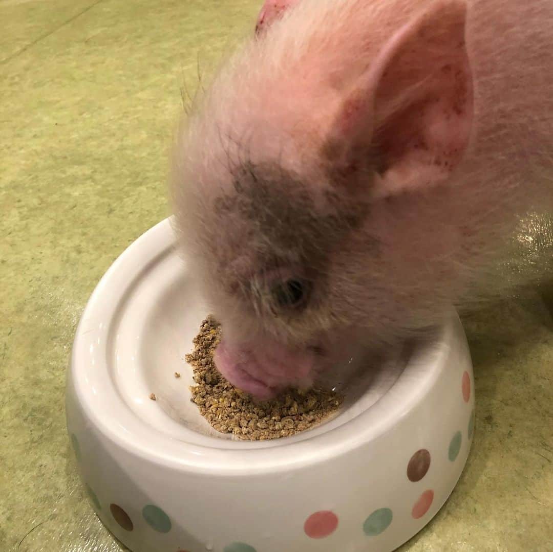守屋さんのインスタグラム写真 - (守屋Instagram)「豚カフェからの猫カフェ はしごモンスター✌️ 生き物はなんでも可愛い。 #動物愛護団体」11月29日 20時29分 - _s.moriya