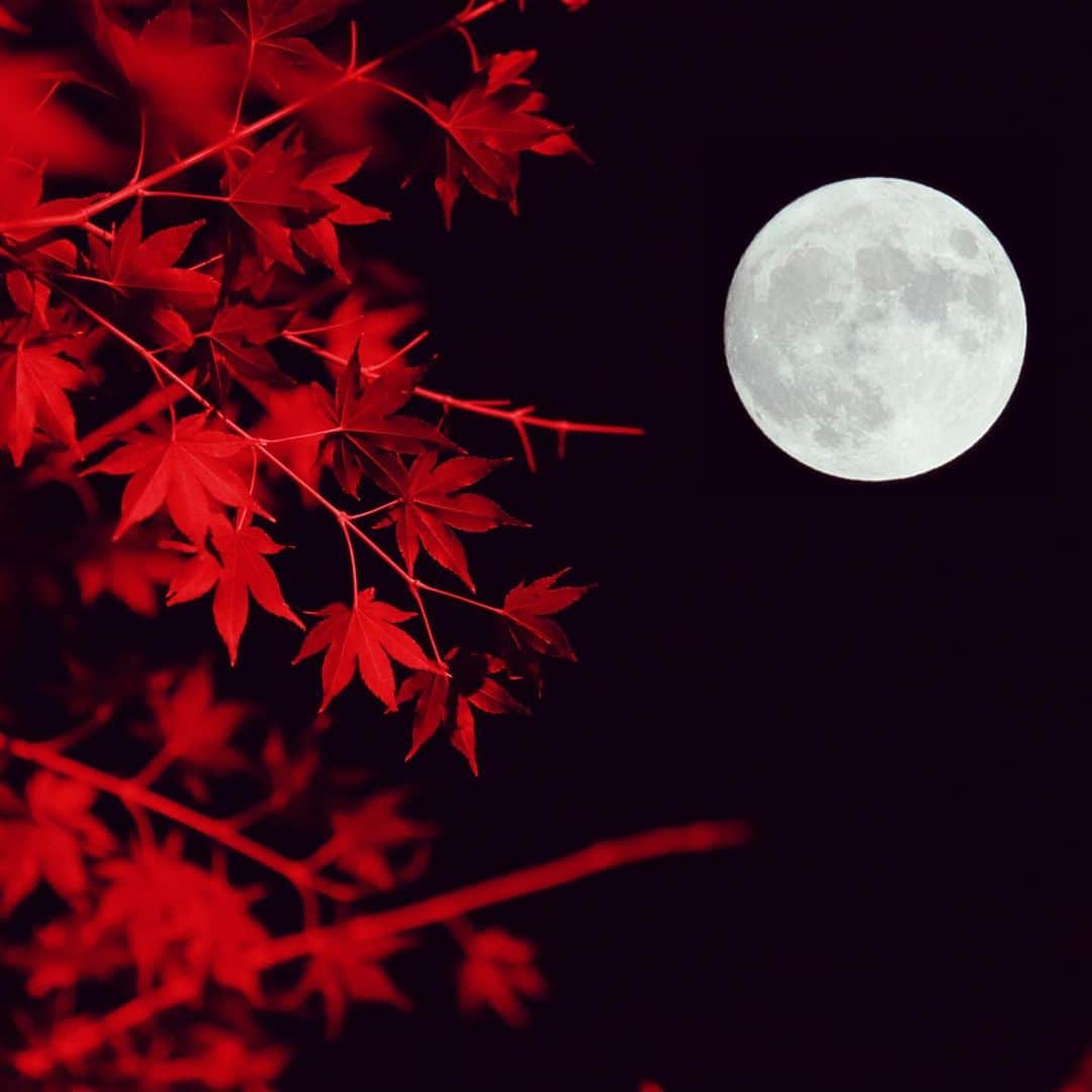 八芳園さんのインスタグラム写真 - (八芳園Instagram)「今年最後の月食を、満月の明かりで紅葉と共に愉しむ TOKYO RED GARDEN 2020🍁 . 日本の暦では11月のことを 「霜月」と呼びますが、  . 海外でも11月の満月のことを 「霜の月」という意味の 「フロスト・ムーン」と呼びます。 . 明日、11月30日(月)は満月。 . それと同時に地球の半影に月が隠れる 半影月食という現象も起こります。 . 八芳園の庭園で行われている TOKYO RED GARDEN 2020では このフロスト・ムーンを楽しんでいただくため、 . 明日限定で常設の水銀灯を消し 月明かりでレットガーデンをお愉しみいただきます。 . 2020年日本で見られる月食は 今回を含めて３回。 . 満月の光を浴びながら、 紅葉を堪能する癒しの時間。 . 11月の最後に TOKYO RED GARDENにて 満月の明かりと紅葉、 今年最後の月食の夜をお愉しみください。 . . #八芳園 #TOKYOREDGARDEN #結婚式場 #満月 #半影月食 #フロストムーン #ビーバームーン #frostmoon . #日本庭園 #紅葉 #紅葉スポット #紅葉ライトアップ #秋　#風景写真 #港区 #紅葉狩り  . #東京観光  #東京カメラ部  #写真好きな人と繋がりたい  #カメラ好きな人と繋がりたい  #風景写真を撮るのが好きな人と繋がりたい  #その瞬間に物語を  . #式場探し #プレ花嫁さんと繋がりたい . #japanesegarden  #tokyotrip  #photostagram  #tokyotokyo  #tokyotodo  #東京をもっと楽しもう」11月29日 20時48分 - happoen
