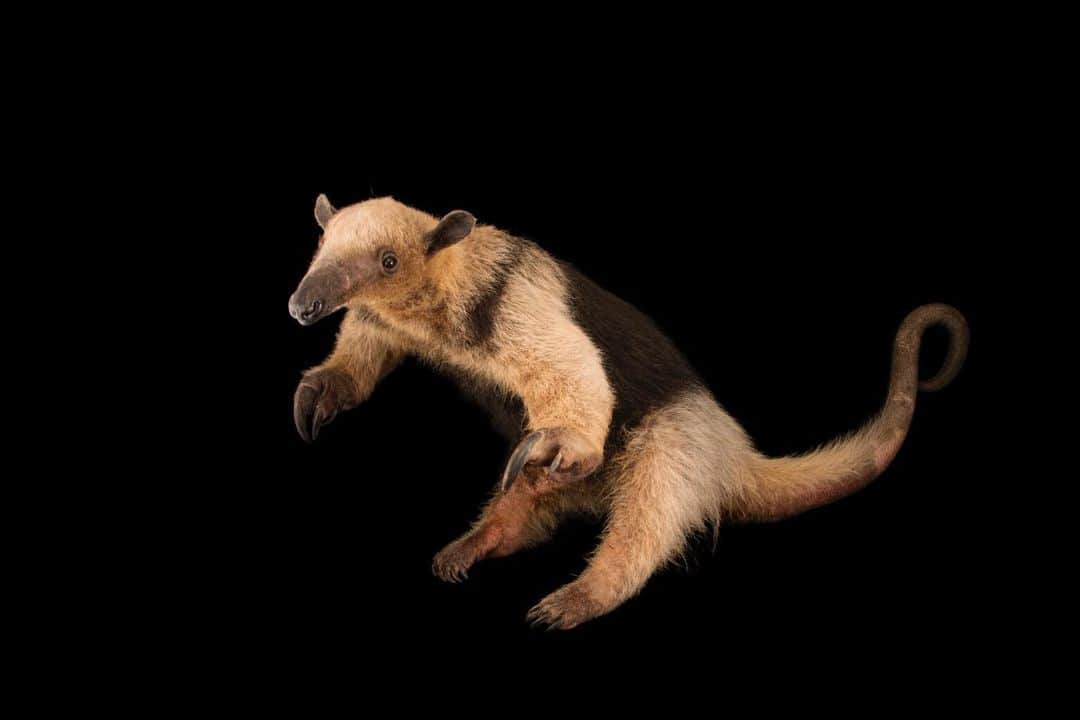 Joel Sartoreさんのインスタグラム写真 - (Joel SartoreInstagram)「A resident of South America, the southern tamandua is a solitary and nocturnal critter with an insatiable appetite for ants, termites, and bees. Strong fore claws make quick work of insect nests, allowing the tamandua to feast until it has had its fill. When they aren’t foraging for food, these animals will make themselves at home in hollow tree trunks or in the burrows of other animals, like those made by armadillos. Photo taken @quito_zoo. #WorldTamanduaDay #tamandua #southern #anteater #southamerica #claws #nocturnal #PhotoArk #savetogether」11月29日 20時47分 - joelsartore