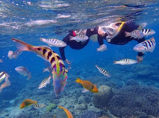 生形由佳さんのインスタグラム写真 - (生形由佳Instagram)「皆さんは #SDGs とは何か知っていますか？😌  私は、大学1年生の時に沖縄でサンゴ保全ボランティアとビーチクリーンに参加してきました🐠  私は海が大好きなので、 綺麗な海を守り続けたいです🏝🐚  #私たちができること  #海の豊かさを守ろう   #スキューバダイビング」11月29日 20時58分 - yuka.ub
