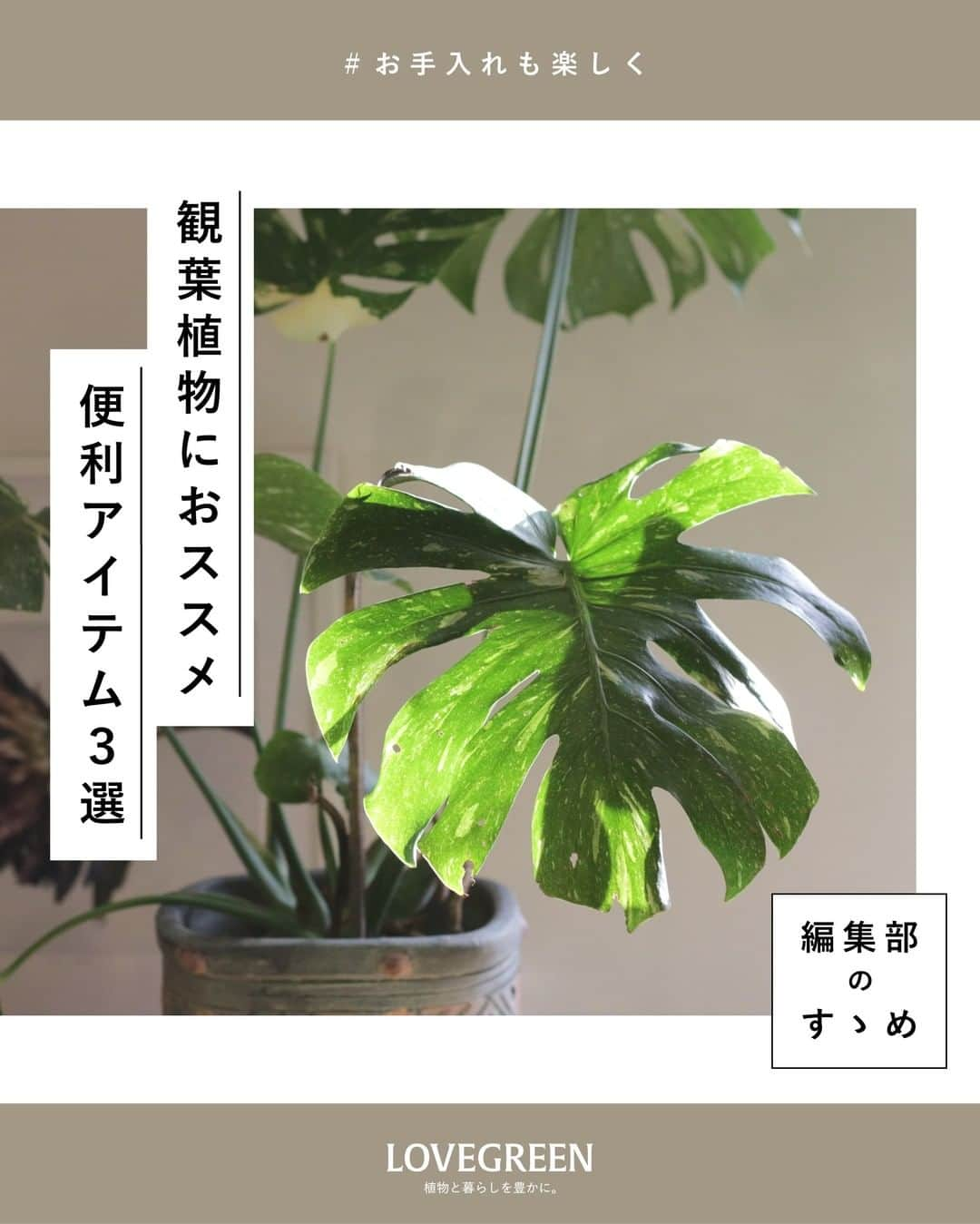 LOVEGREEN -植物と暮らしを豊かに。のインスタグラム