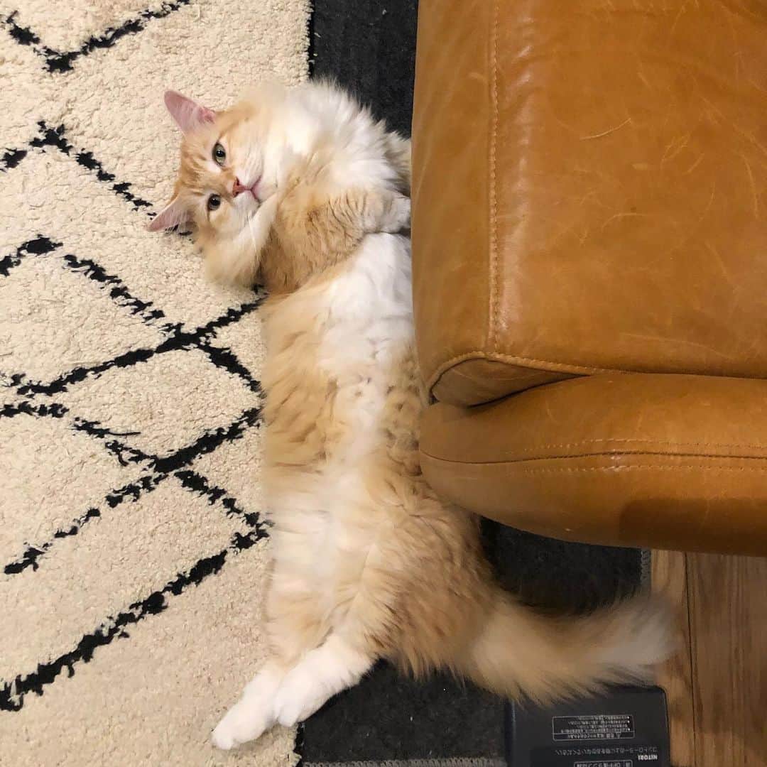 pon_0507のインスタグラム：「2020.11.29  ホカペLOVE  #ぽん#マンチカン#だい#ごま#保護猫 #ねこ#ネコ#猫#茶白猫#灰#neko#cat #munchkin#munchkincat #orangecat#gingercat#inscatram #bestmeow#videobyanimals #catsofinstagram」