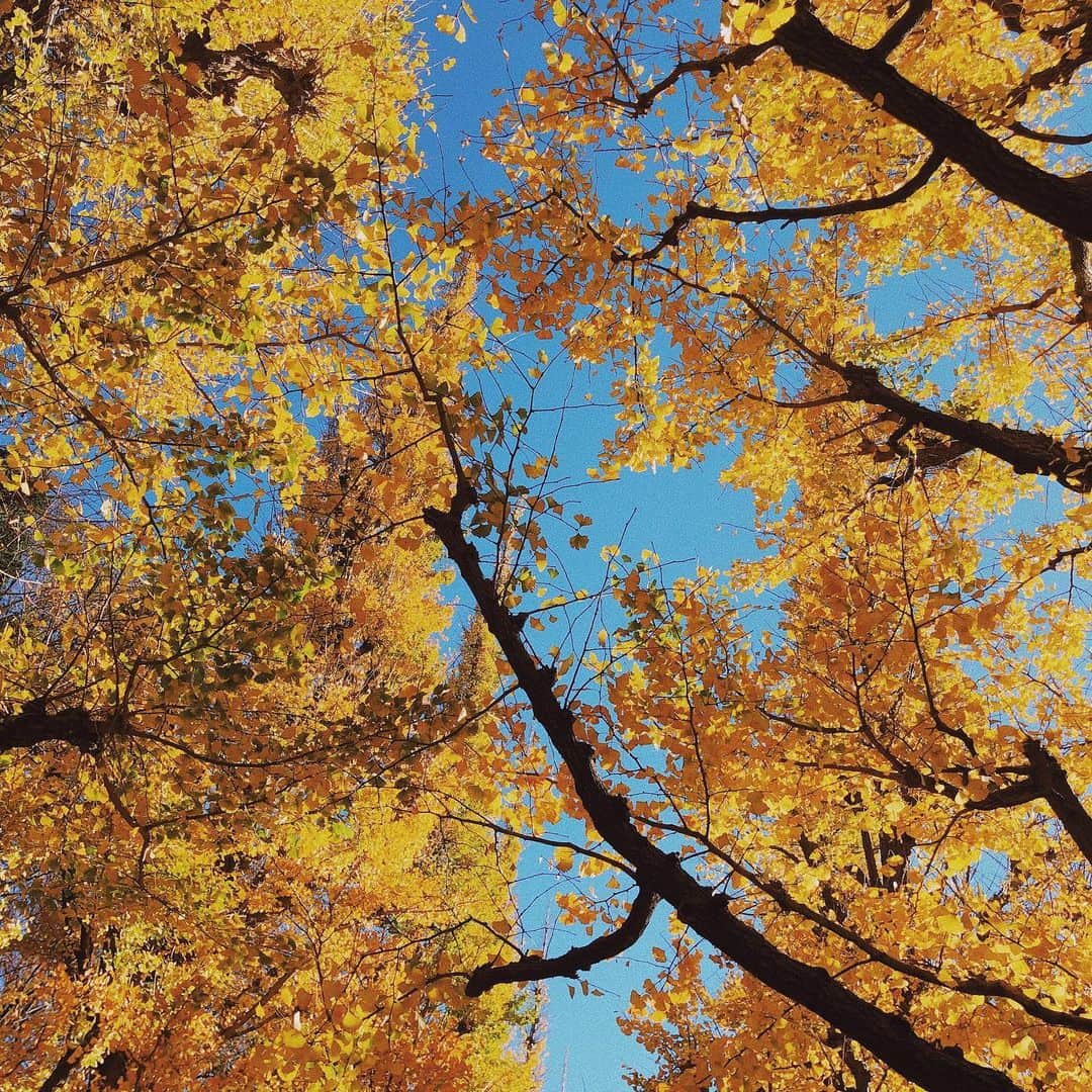 のインスタグラム：「💛🍁」