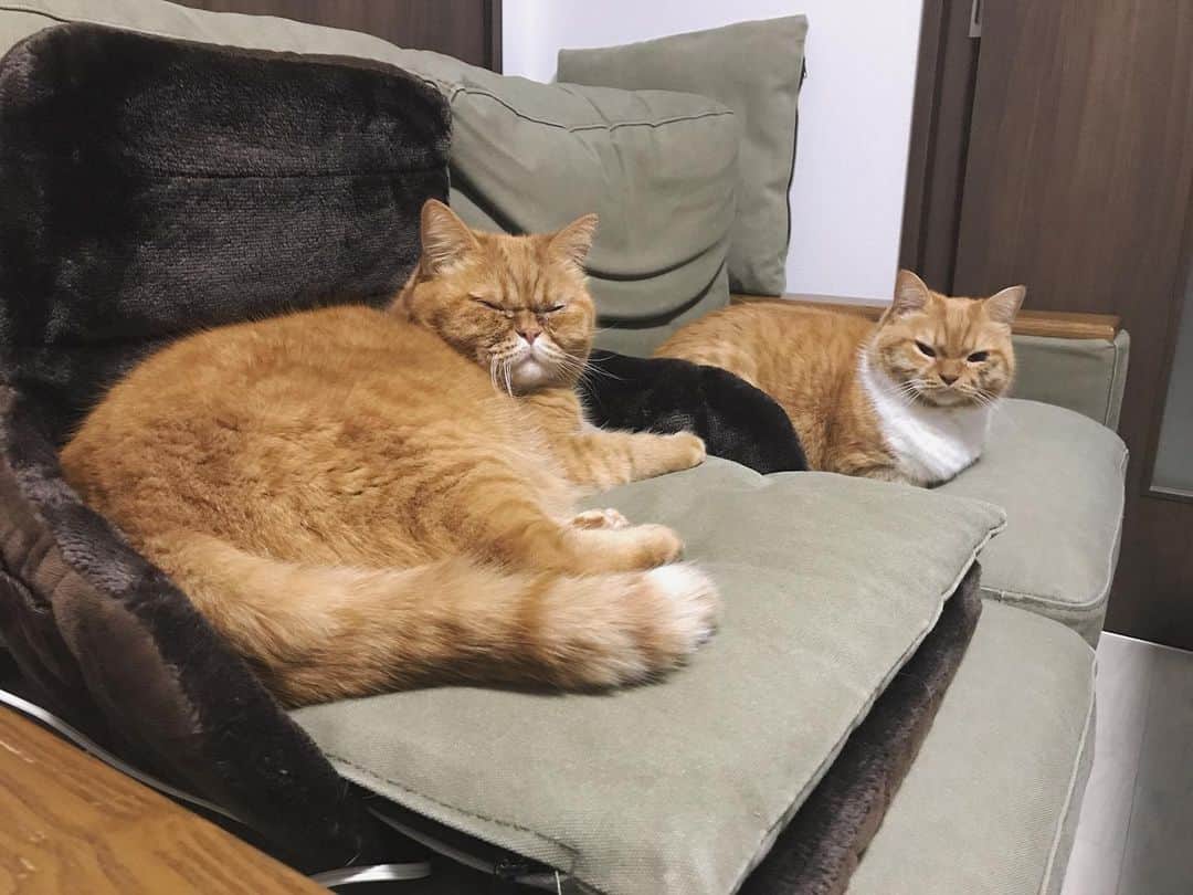 umeのインスタグラム：「年功序列。 ・ ・ ・ #まめたち #🐈」