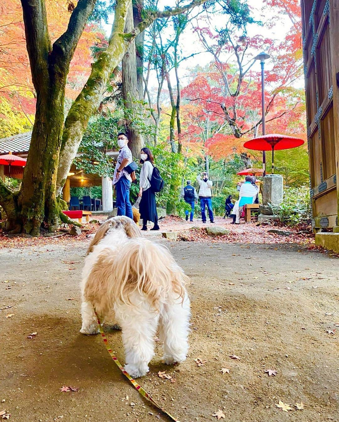 榊原みゆくさんのインスタグラム写真 - (榊原みゆくInstagram)「【Autumn leaves】 Love Autumun leaves Love my dog  #瑞宝寺公園 #arima #autumnleaves  #japan #hyogo #shihtzu #shihtzulovers #shihtzugram #shihtzusofinstagram #shihtzulove #シーズー #シーズー大好き部 #シーズーお尻🍑 #シーズーlove #西施犬 #アラフォーコーデ #アラフォーライフ #アラフォーファッション #アラフォー旅 #followmeto #有馬でポカポカ  @arimaonsen_kobe」11月29日 21時40分 - miyukuscarab