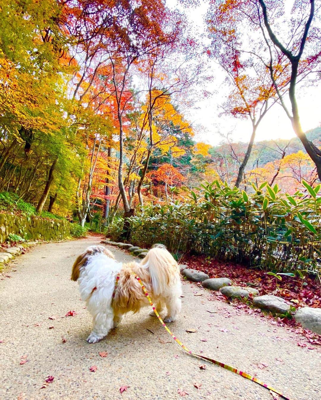 榊原みゆくさんのインスタグラム写真 - (榊原みゆくInstagram)「【Autumn leaves】 Love Autumun leaves Love my dog  #瑞宝寺公園 #arima #autumnleaves  #japan #hyogo #shihtzu #shihtzulovers #shihtzugram #shihtzusofinstagram #shihtzulove #シーズー #シーズー大好き部 #シーズーお尻🍑 #シーズーlove #西施犬 #アラフォーコーデ #アラフォーライフ #アラフォーファッション #アラフォー旅 #followmeto #有馬でポカポカ  @arimaonsen_kobe」11月29日 21時40分 - miyukuscarab