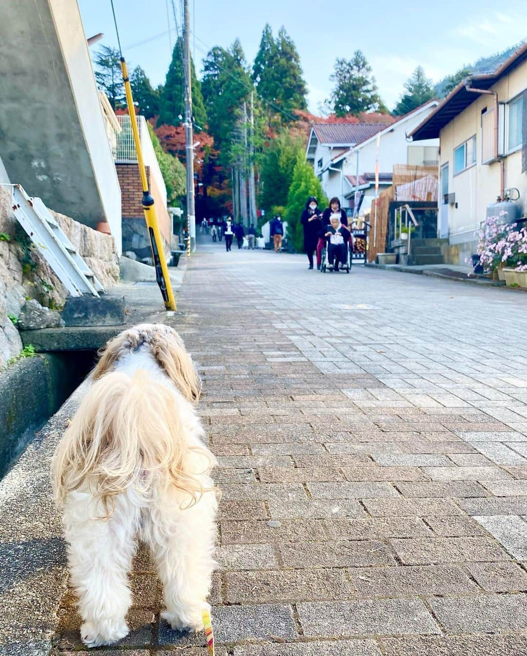 榊原みゆくさんのインスタグラム写真 - (榊原みゆくInstagram)「【Autumn leaves】 Love Autumun leaves Love my dog  #瑞宝寺公園 #arima #autumnleaves  #japan #hyogo #shihtzu #shihtzulovers #shihtzugram #shihtzusofinstagram #shihtzulove #シーズー #シーズー大好き部 #シーズーお尻🍑 #シーズーlove #西施犬 #アラフォーコーデ #アラフォーライフ #アラフォーファッション #アラフォー旅 #followmeto #有馬でポカポカ  @arimaonsen_kobe」11月29日 21時40分 - miyukuscarab