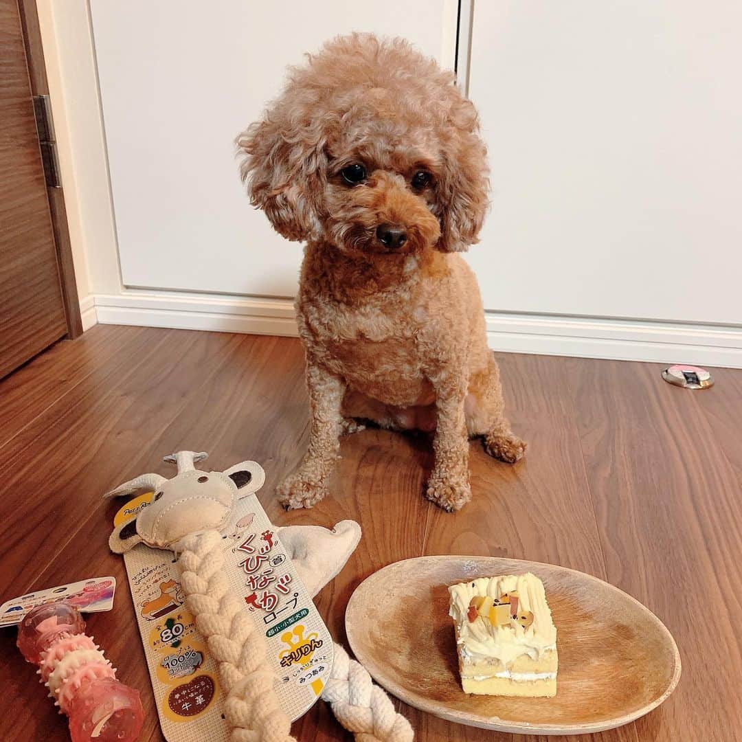 ひまひまチャンネルさんのインスタグラム写真 - (ひまひまチャンネルInstagram)「11月26日は愛犬ピノの3歳のお誕生日でした🥳👏🎉 おめでとう！！  ということで、毎年恒例、おもちゃとケーキをプレゼントしました( ﹡ˆoˆ﹡ )  ですが、キリンのロープはあまり気に入らなかったそうで、ピンクのおもちゃにどハマりしたみたいです😂 (チキンの匂いがするからかな？)  アロマもピノもケーキを喜んで食べてくれたので良かったです！！  これからも元気で明るいピノでいてね🥰 ピノにとっていい一年になりますように…🌼   #ひまひまチャンネル #トイプードル #女の子 #3歳 #お誕生日 #おめでとう！ #明日もいい日になりますように」11月29日 21時55分 - himahima_channel