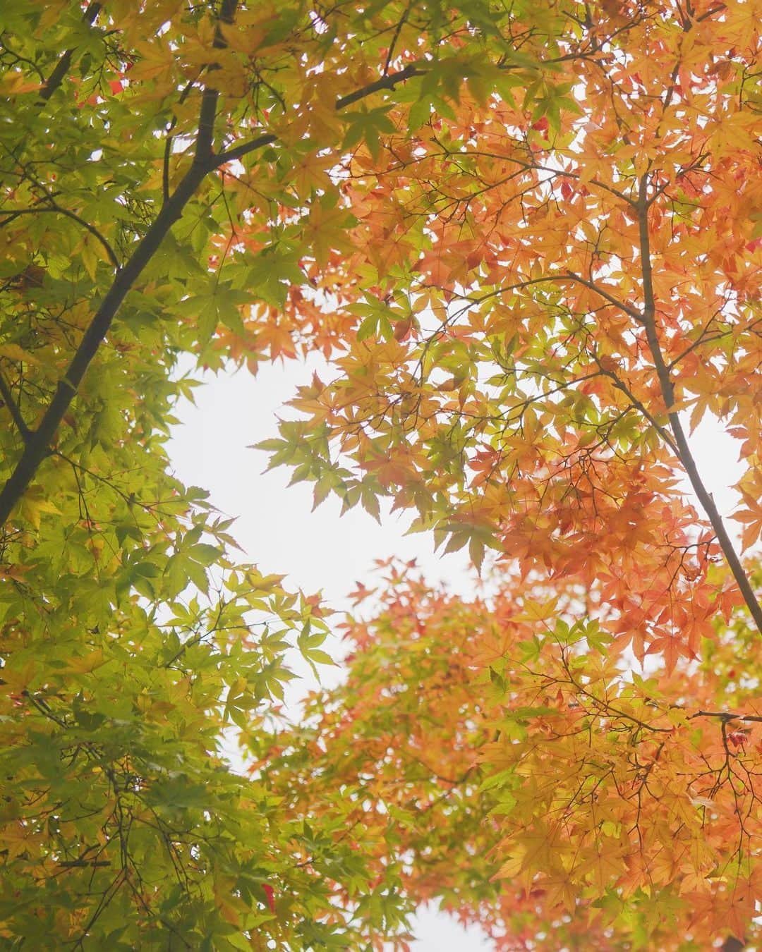 ima_ju / Jun Iのインスタグラム：「: : Transparency : : ::」