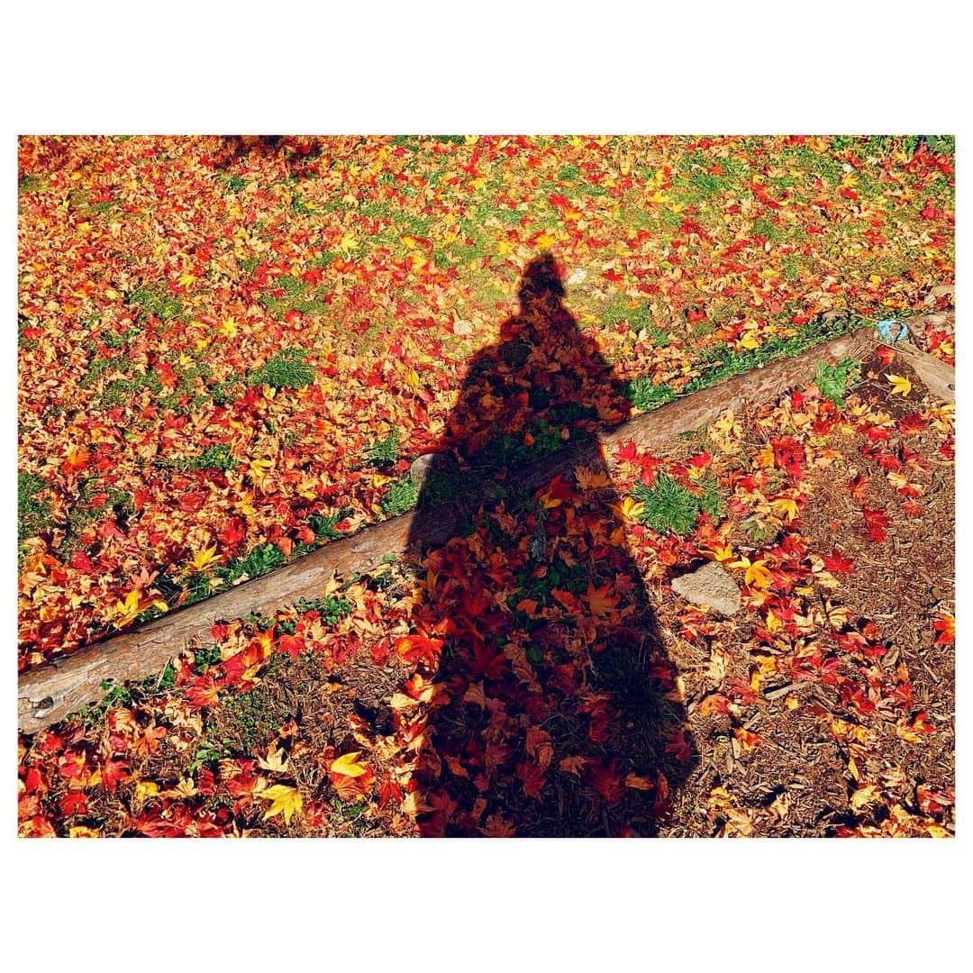 林恵理さんのインスタグラム写真 - (林恵理Instagram)「あっという間に秋が過ぎ、冬。 写真載せそびれちゃったから、紅葉からやり直す🍁笑 . . #紅葉 #🍁 #長野 #写真好きな人と繋がりたい #秋 #autumn #autumnleaves #autumncolors #colorleaves #japan #nagano」11月29日 22時15分 - eri_rin.215