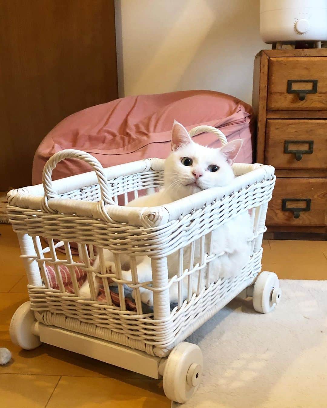 maimocotoのインスタグラム：「昨日はモコの投稿、ご心配をおかけしました🙇‍♀️モコは元気です。安心して私にわがままばかり言って甘えてくれています。 1日1日を大切に　#モコとコトとチコ と過ごしていきます❤︎ ＊ ＊ 『まーまはいつもモコちゃんと一心同体で、ジェラなの、あたち』 ＊ ＊ #スリングに入っているモコを睨んでる時があるよ笑 #20歳のモコ #ザビエル首輪」