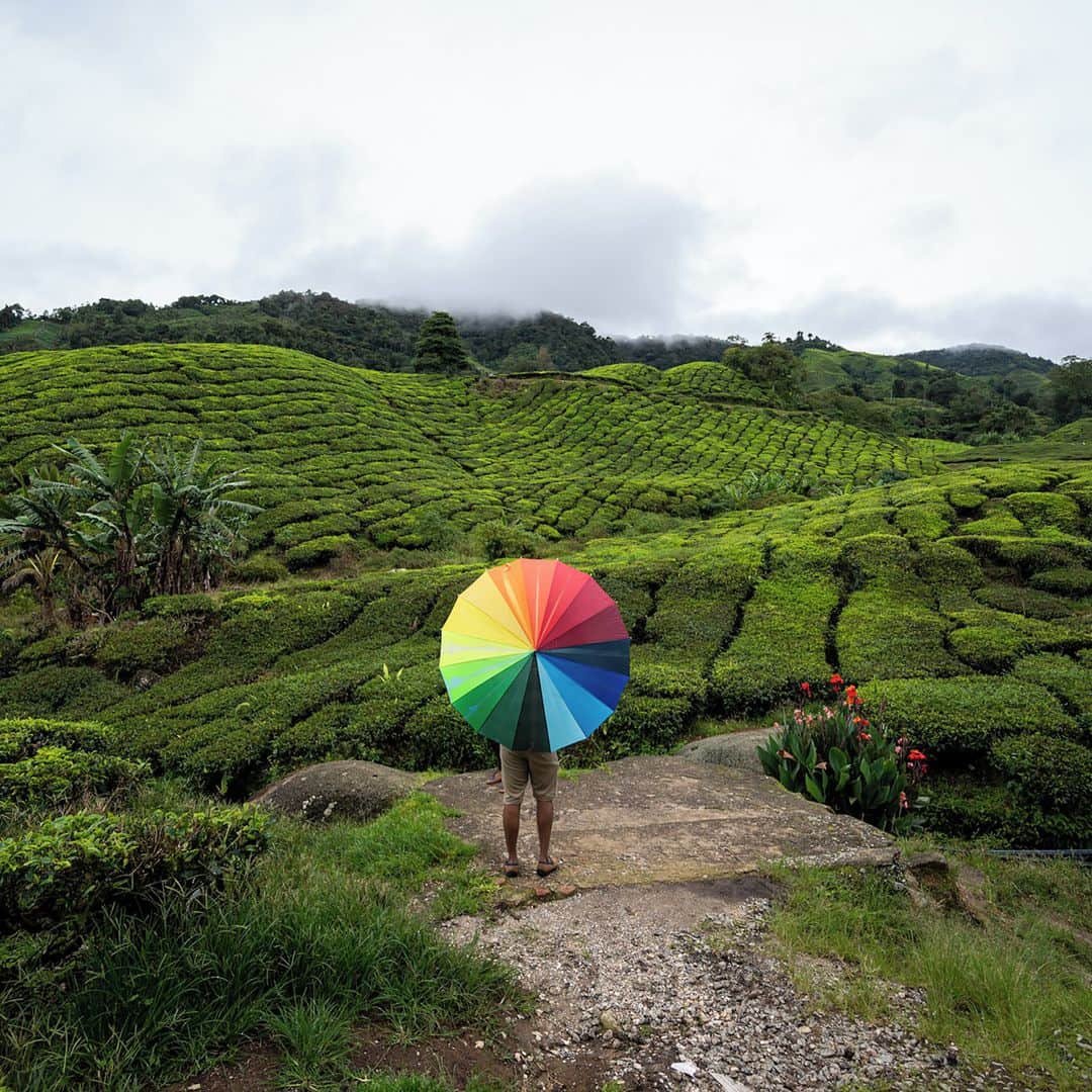 AFP通信さんのインスタグラム写真 - (AFP通信Instagram)「AFP Photo 📷 @mrasfan - A man holds an umbrella at the BOH Sungai Palas Tea Centre in the Cameron Highlands near Brinchang in Malaysia’s Pahang state on November 27, 2020.」11月29日 22時39分 - afpphoto