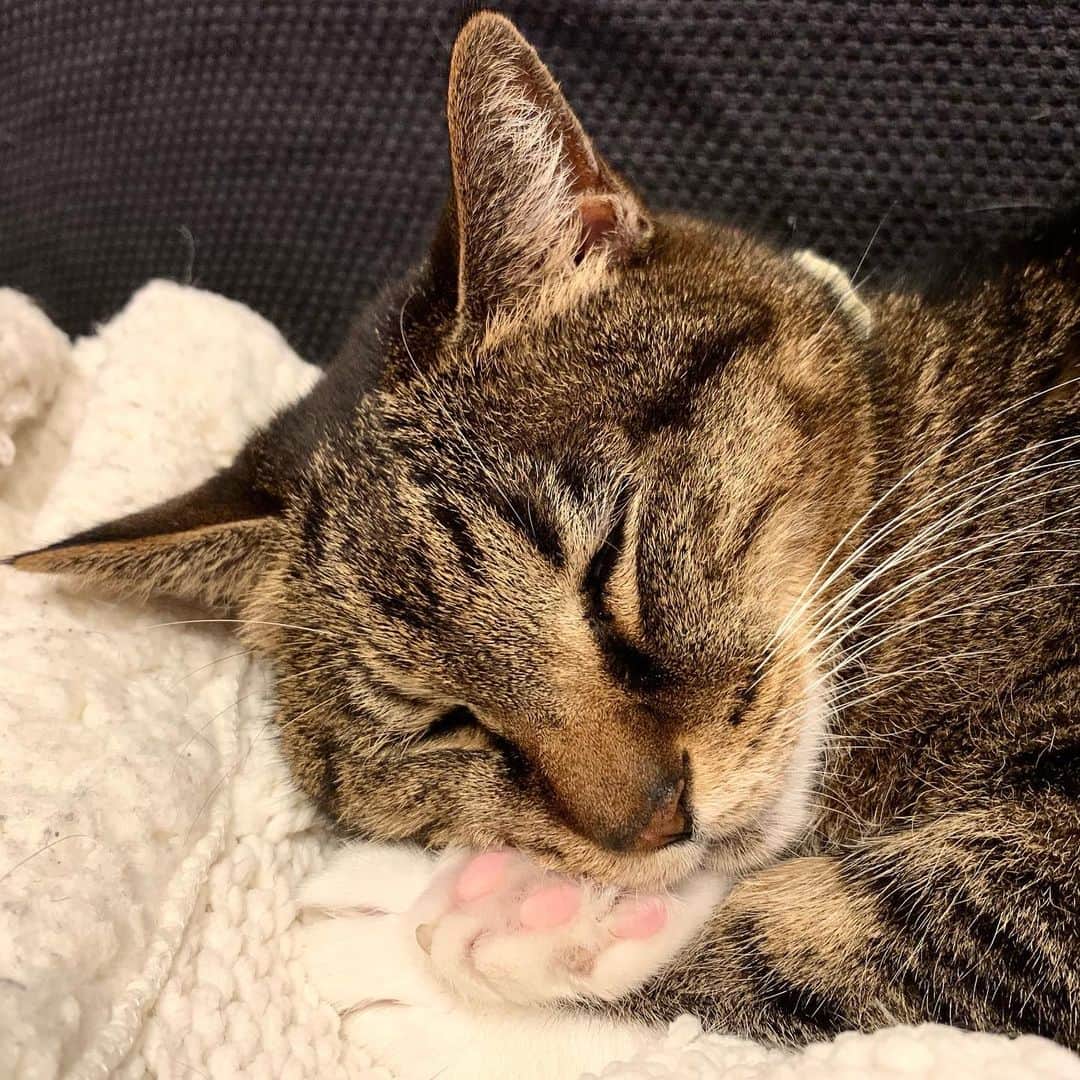 nocoaのインスタグラム：「． 手枕🤤 ． 最近よく思うことがあって。 猫さん達、いつも足元から私たちの顔を見上げてくれてて…行くとこ行くとこ追いかけてくれて。 あー、首とか肩らへんこるやろなぁとか、猫達からしたら人間てすごい恐ろしいくらいの自分より何倍もの大きさやのにこんなに心許してくれて、こんなに愛をくれて…  私が逆の立場やったら、人間みたいなでっかい大きいのが前にいたら、そんなもんめっちゃ怖いわって思う。 そんなことを思うとより愛おしくて、とりあえずギュッてして、首と肩らへんをマッサージしてあげる今日この頃です。 ．」