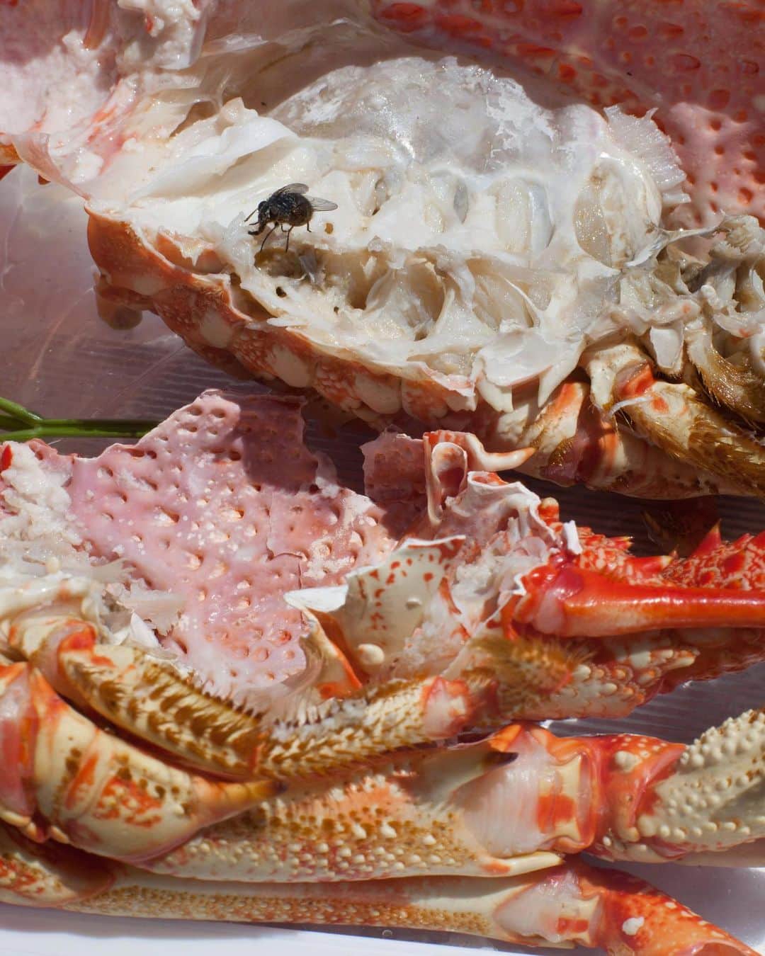 プロエンザスクーラーのインスタグラム：「Weekend remains Wolfgang Tillmans ‘Astro Crusto, A’ 2012」
