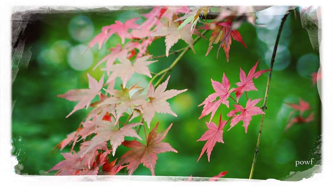 anemone_69のインスタグラム：「🍁 . #イロハモミジ  #紅葉 . . #DreamCanvas_powf . . .」