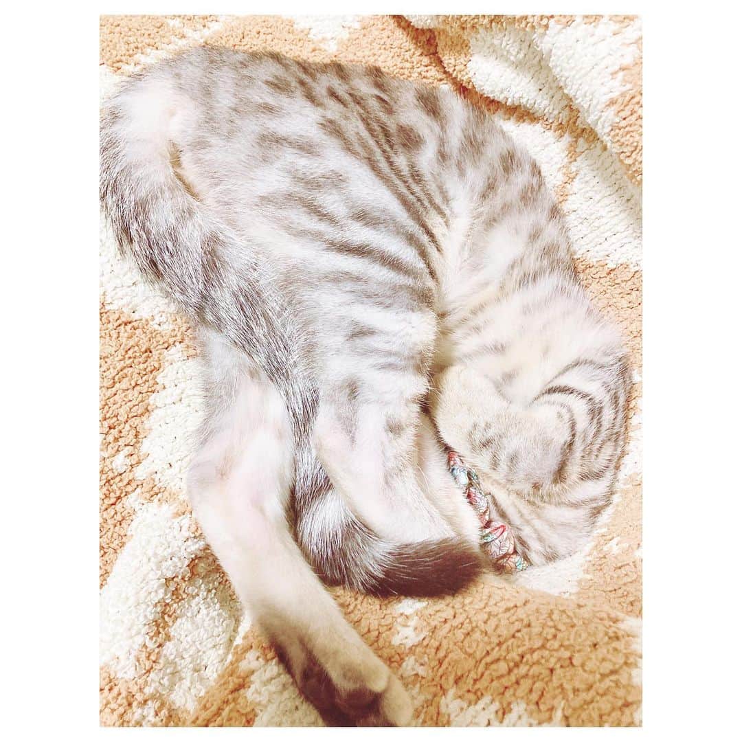キタキマユのインスタグラム：「もはや、一体どこがどうなっているのか分からない状態で寝ております😂✨✨✨（笑）  お腹もいっぱい、スヤスヤ🌈✨  しずく〜✨ お顔どこ〜？😱💕（笑）  おやすみぃ〜🌙✨✨✨  #しずく #保護猫  #猫と暮らす  #拝啓ねこ様  #こちらのブランケットの温かさが格別なご様子 #もうよくわからない形で寝てる 😱💖 #おやすみ 🌈✨ #catstagram  #catlife  #kitakimayu #キタキマユ」