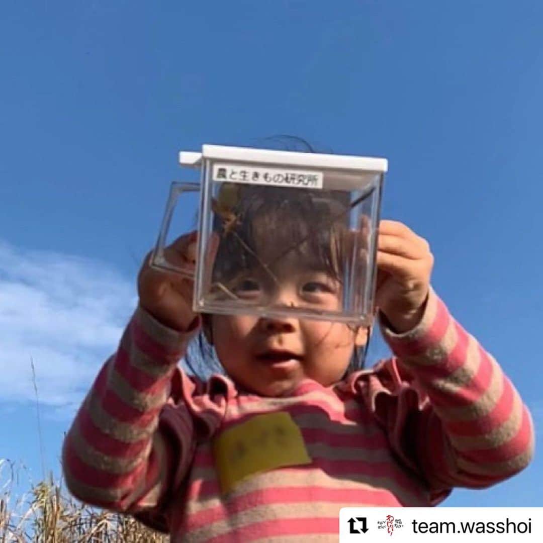 安藤モモ子さんのインスタグラム写真 - (安藤モモ子Instagram)「はや1週間 次はお味噌づくりで😊  @team.wasshoi with @make_repost ・・・ 2020/11/22(日)  わっしょい！が初めて挑戦した大豆の栽培。 はじめての収穫＆脱穀祭はお天気にも恵まれ、 子どもたちの輝く笑顔の花が咲く一日となりました✨  ご参加・ご協力いただいたすべての皆さま、 本当に本当にありがとうございました。  まずは、農と生きもの研究所・谷川徹先生に教えて頂きながらみんなで初めての脱穀体験！ 干した大豆を袋に入れてサヤごと、リズムよくハンマーのようなヨコツチという道具で叩く原始スタイル。美空ひばりさんの「お祭りマンボ」♪をBGMに、わっしょい！わっしょい！ 一生懸命叩いていると、かわいい大豆さんたちが顔を出します。乾燥したサヤがポンポン弾ける感触が楽しい！  記念すべき初採れ大豆✨ 在来種を含む、自然の中でたくましく育った大豆をいくつか収穫することができました。  そして今回、残念ながら枯れてしまった大豆もあります。 「なんで枯れたのかな？」を振り返るミニトークでは、命の育みを子供たちと共に考える時間もありました。  腹ぺこランチタイムはそれぞれ自慢のお弁当を広げ、「ark and soil」さんの茗荷スープとファームベジコさんのキュウリもいただきました。  午後からは子どもたちもお待ちかね、畑の生きものツアー！ 畑や田んぼに暮らす元気な生きものたちの生活にちょっとだけお邪魔してみんなで観察会。 大きなバッタや、お腹の色の違ういろんな種類のカエルも発見し、高知大学生チーム作成の「畑のいきもの＆しょくぶつビンゴ」で大盛り上がりでした！ 観察した後は生きものたちにお礼を言って、大切にもとの場所へお帰りいただきました。  大空に見守られながら、土に触れ、様々な命の輝きに出会い、子どもも大人も元気いっぱい「楽しかった！」と最後まで笑顔。スタッフは胸いっぱいでウルッときました。  今回の収穫＆脱穀祭は、 参加いただいた子どもたちと保護者の皆さま、わっしょい！メンバー、木製方舟キッチンカーの「ark and soil」チーム、応援いただいている地域の「西戸原みらい塾」の皆さま、いつも心強い高知大学生、企業の皆さまと、想いを共にする様々な方々が集い、無事に開催することができました。 この場をお借りして、心より感謝を申し上げます。  次回は来年1月30日(土) 収穫＆脱穀した大豆も使った、 『親子でみそづくり with LIVE music！』を 開催予定です！ 詳細は改めてお知らせいたしますので、 ぜひお楽しみに！  #わっしょい #子どもたちの未来 #安藤桃子 #谷川徹 #農と生きもの研究所  #arkandsoil #西戸原みらい塾 #収穫祭 #脱穀  #高知 #春野 #諸木」11月29日 23時13分 - momokoando