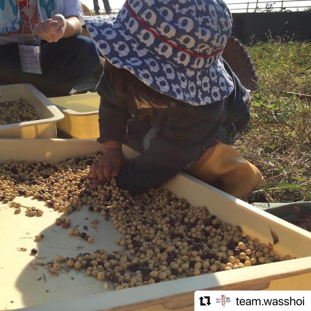 安藤モモ子のインスタグラム：「はや1週間 次はお味噌づくりで😊  @team.wasshoi with @make_repost ・・・ 2020/11/22(日)  わっしょい！が初めて挑戦した大豆の栽培。 はじめての収穫＆脱穀祭はお天気にも恵まれ、 子どもたちの輝く笑顔の花が咲く一日となりました✨  ご参加・ご協力いただいたすべての皆さま、 本当に本当にありがとうございました。  まずは、農と生きもの研究所・谷川徹先生に教えて頂きながらみんなで初めての脱穀体験！ 干した大豆を袋に入れてサヤごと、リズムよくハンマーのようなヨコツチという道具で叩く原始スタイル。美空ひばりさんの「お祭りマンボ」♪をBGMに、わっしょい！わっしょい！ 一生懸命叩いていると、かわいい大豆さんたちが顔を出します。乾燥したサヤがポンポン弾ける感触が楽しい！  記念すべき初採れ大豆✨ 在来種を含む、自然の中でたくましく育った大豆をいくつか収穫することができました。  そして今回、残念ながら枯れてしまった大豆もあります。 「なんで枯れたのかな？」を振り返るミニトークでは、命の育みを子供たちと共に考える時間もありました。  腹ぺこランチタイムはそれぞれ自慢のお弁当を広げ、「ark and soil」さんの茗荷スープとファームベジコさんのキュウリもいただきました。  午後からは子どもたちもお待ちかね、畑の生きものツアー！ 畑や田んぼに暮らす元気な生きものたちの生活にちょっとだけお邪魔してみんなで観察会。 大きなバッタや、お腹の色の違ういろんな種類のカエルも発見し、高知大学生チーム作成の「畑のいきもの＆しょくぶつビンゴ」で大盛り上がりでした！ 観察した後は生きものたちにお礼を言って、大切にもとの場所へお帰りいただきました。  大空に見守られながら、土に触れ、様々な命の輝きに出会い、子どもも大人も元気いっぱい「楽しかった！」と最後まで笑顔。スタッフは胸いっぱいでウルッときました。  今回の収穫＆脱穀祭は、 参加いただいた子どもたちと保護者の皆さま、わっしょい！メンバー、木製方舟キッチンカーの「ark and soil」チーム、応援いただいている地域の「西戸原みらい塾」の皆さま、いつも心強い高知大学生、企業の皆さまと、想いを共にする様々な方々が集い、無事に開催することができました。 この場をお借りして、心より感謝を申し上げます。  次回は来年1月30日(土) 収穫＆脱穀した大豆も使った、 『親子でみそづくり with LIVE music！』を 開催予定です！ 詳細は改めてお知らせいたしますので、 ぜひお楽しみに！  #わっしょい #子どもたちの未来 #安藤桃子 #谷川徹 #農と生きもの研究所  #arkandsoil #西戸原みらい塾 #収穫祭 #脱穀  #高知 #春野 #諸木」