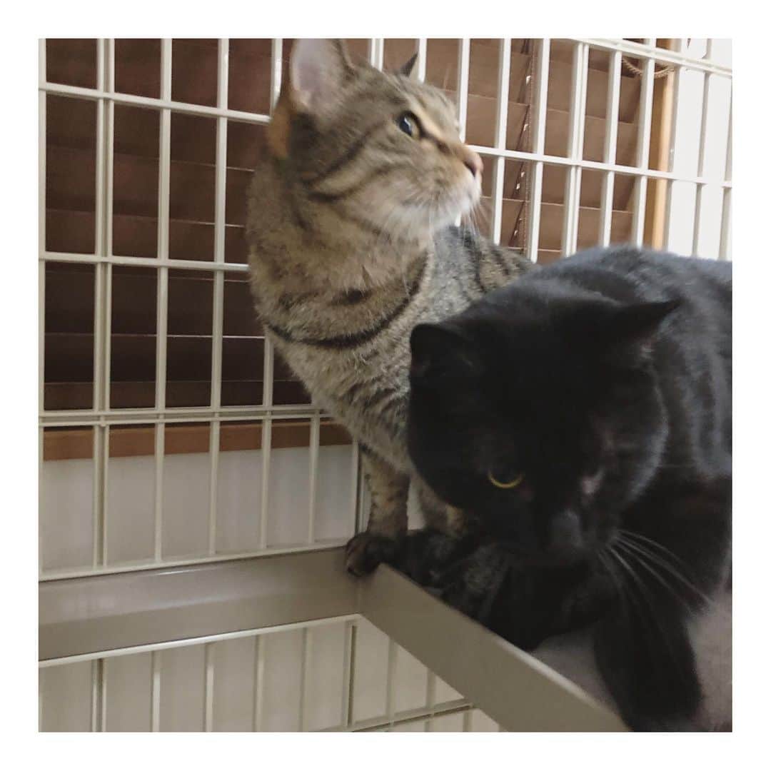 こむぎのインスタグラム：「* お届け完了〜🙏🏻✨ くろくん、まがりくん、新しい環境でも割と我が家にいた頃と変わらず、まがりくんは早々に棚下に潜り込み、くろくんの様子を見て出てきてくれたり😂 2人一緒にトライアルスタートなので安心だね🤗✨ ほんと素敵な里親さんの元へ行けて良かったねぇ😭 くろくんはもう我が家のように寛いでるみたい😂  そして！そらちゃんもまいさん宅へお届け完了！ ゆっくり里親募集をお願いします〜！ 「少しの間お世話になりますにゃ😸」 #岐阜多頭崩壊レスキュー」
