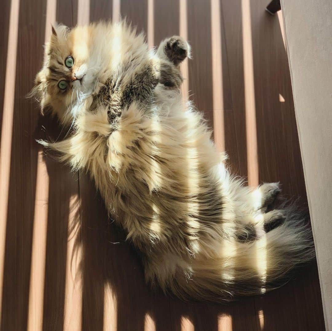 にこさんのインスタグラム写真 - (にこInstagram)「sun bathing ストライプに日焼けしそう  #ねこ #日向ぼっこ #あったかい #バーチカルブラインド #cat #sunlight  #sunbathıng  #warm #favorite #verticalblinds」11月29日 23時28分 - nikon.neko.official